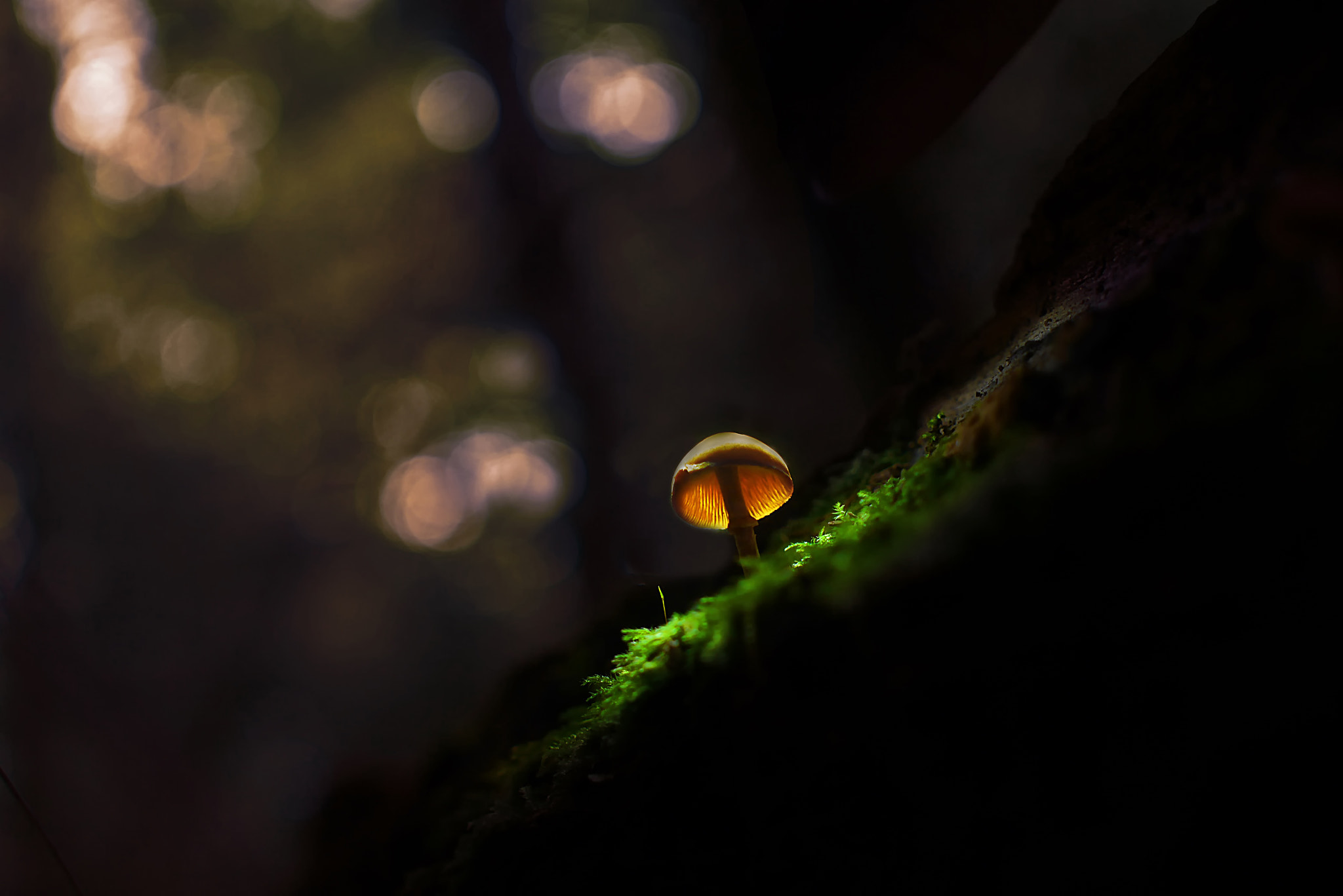 Panasonic Lumix DMC-GF6 + Sigma 30mm F2.8 DN Art sample photo. Mushroom lit up photography