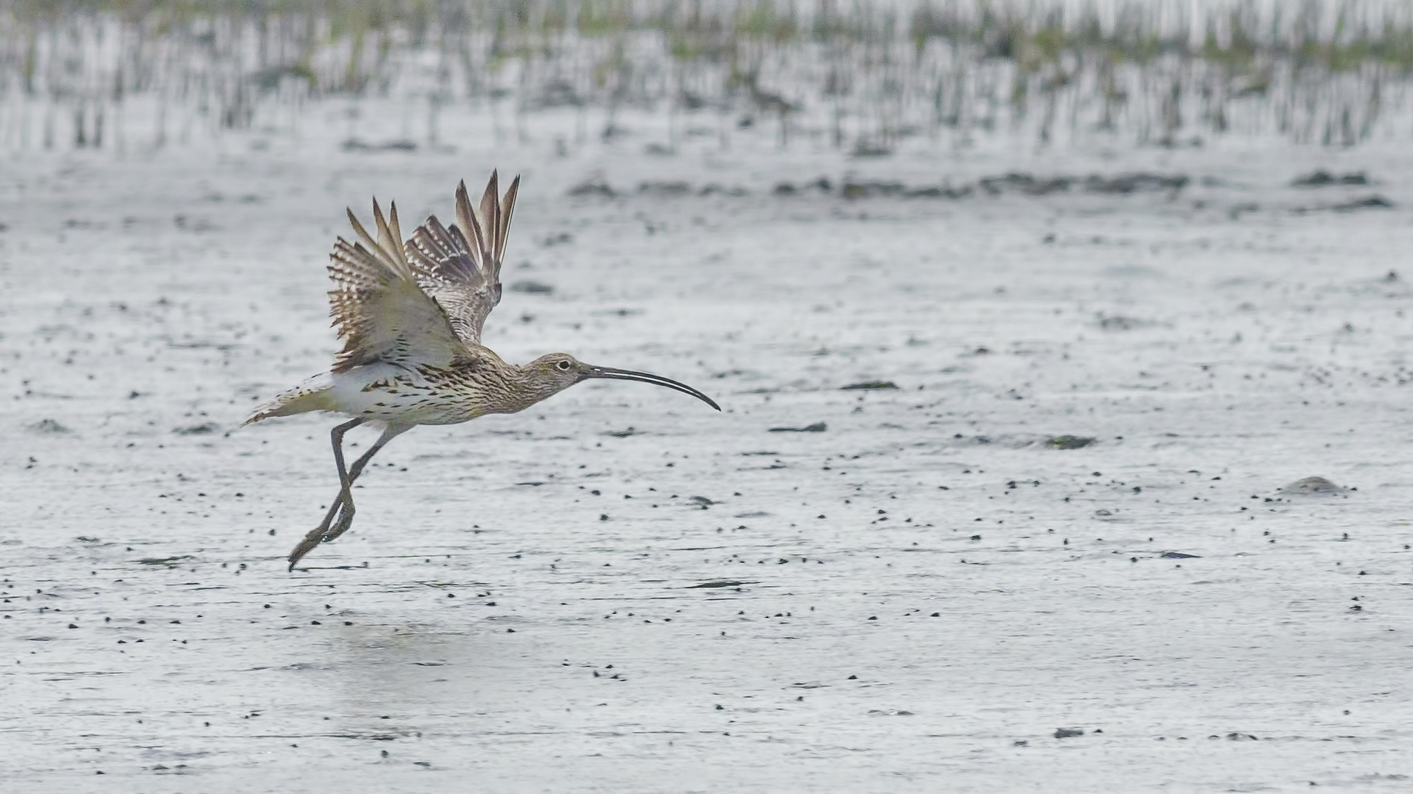Canon EOS 600D (Rebel EOS T3i / EOS Kiss X5) + Canon EF 400mm F5.6L USM sample photo. Take off, curlew! photography
