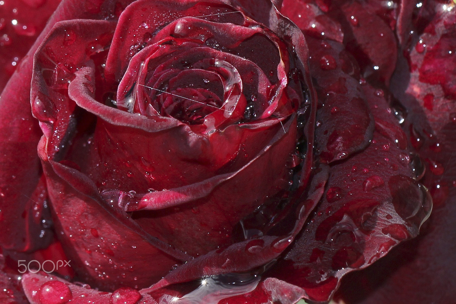 Canon EF 100mm F2.8L Macro IS USM sample photo. Red rose photography