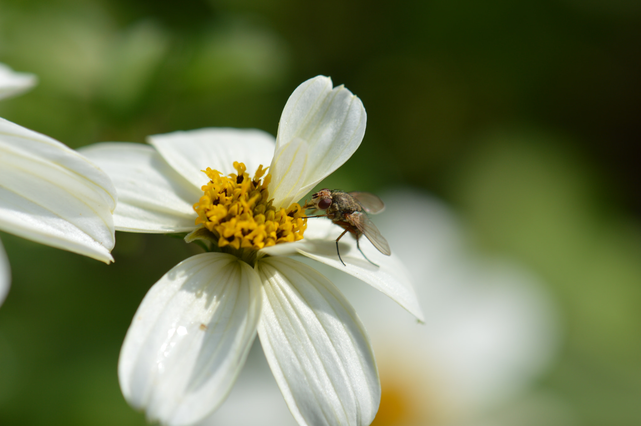 Nikon AF-S DX Micro-Nikkor 85mm F3.5G ED VR sample photo. Mouche photography