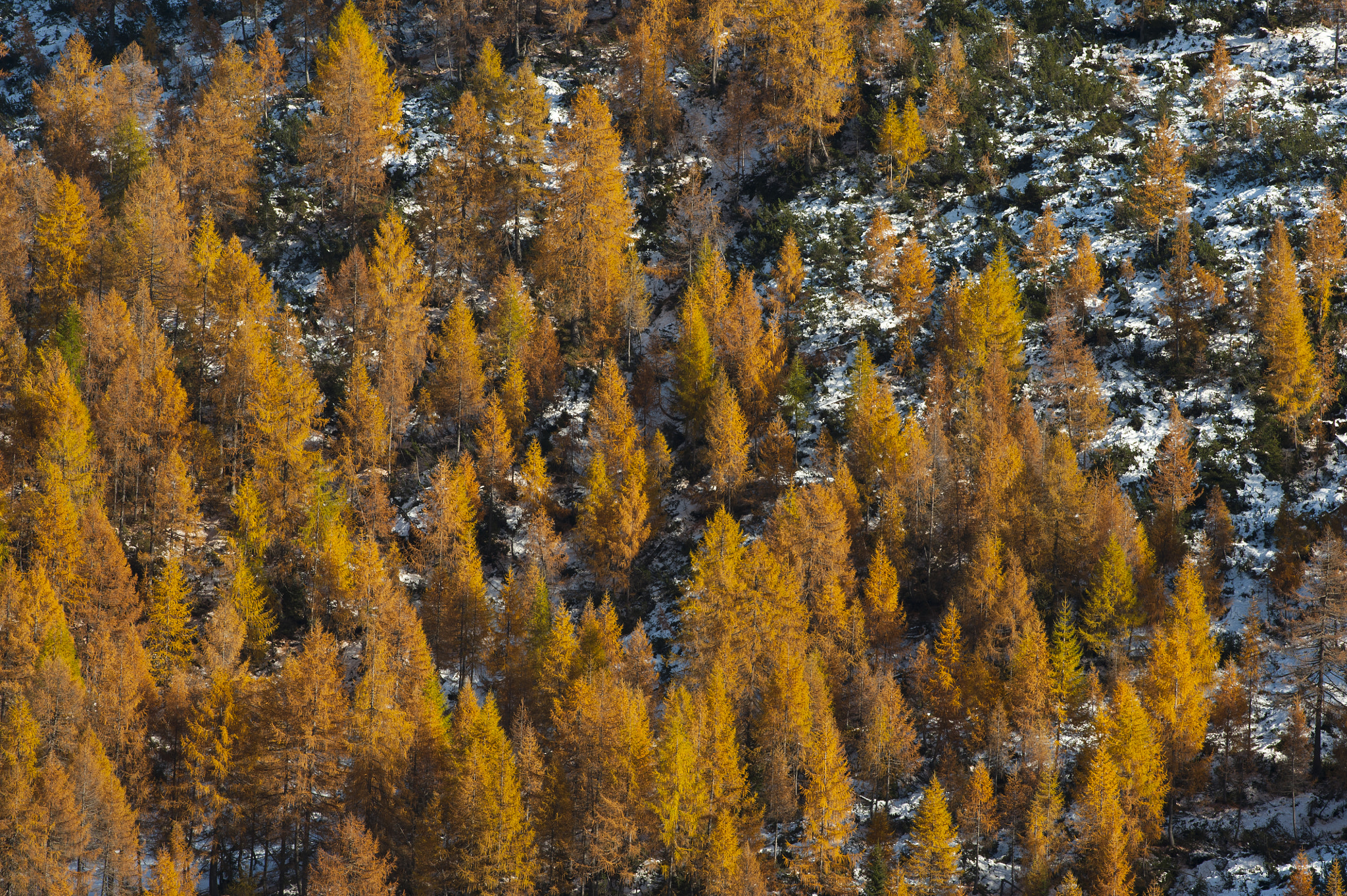 Nikon D700 + Nikon AF-S Nikkor 300mm F4D ED-IF sample photo. Winter incoming photography