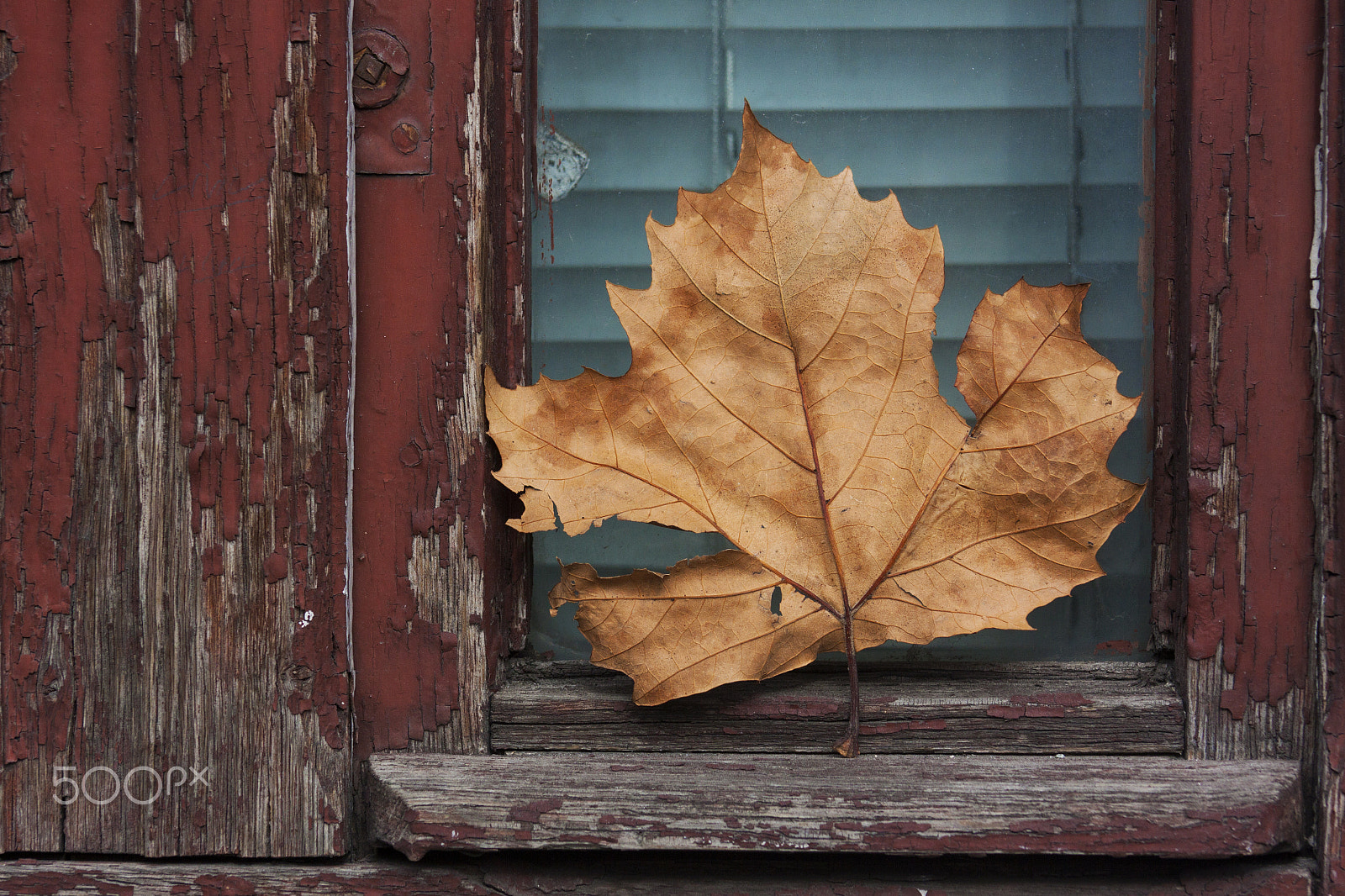 Canon EF 75-300mm f/4-5.6 USM sample photo. Autumn at my window photography