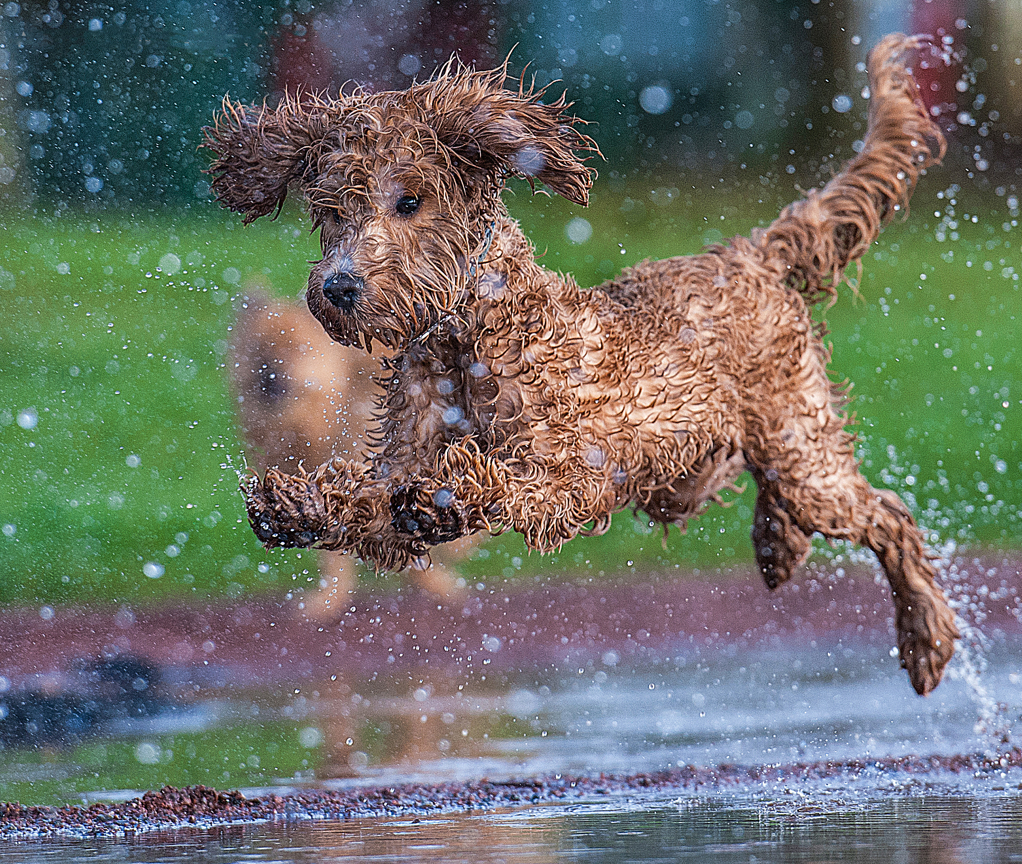 Nikon D3 sample photo. Splash photography