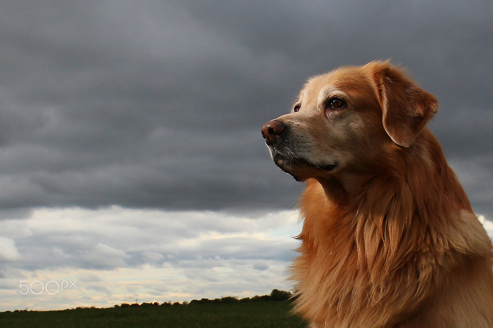 Sigma 18-50mm F2.8-4.5 DC OS HSM sample photo. Dog, on guard photography