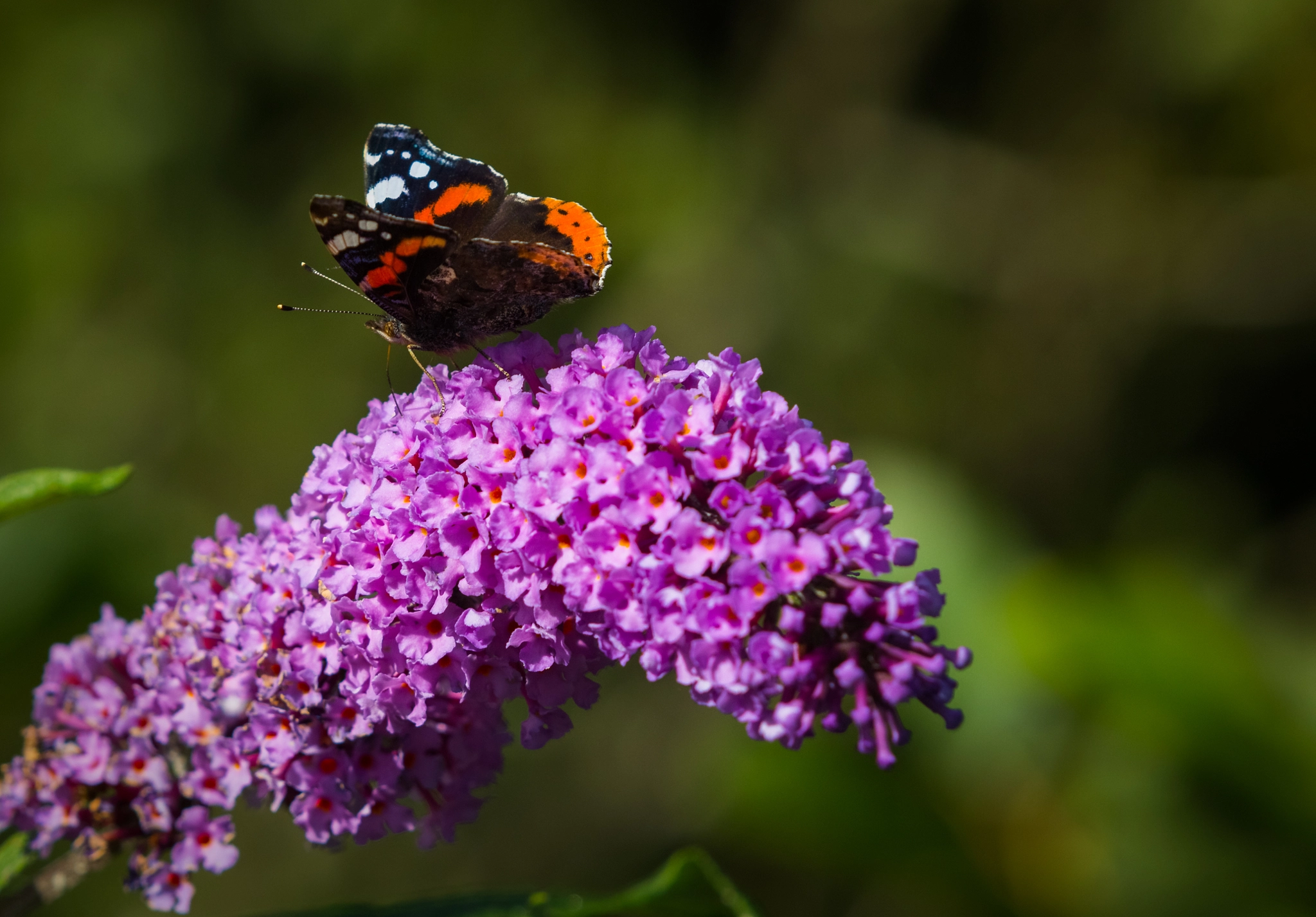Canon EF 70-200mm F2.8L USM sample photo. Vulcana vanessa atalanta ©tt' laviana photography