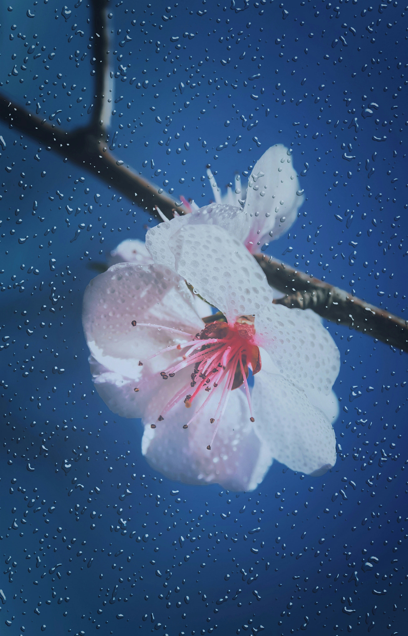 AF Zoom-Nikkor 28-105mm f/3.5-4.5D IF sample photo. Flower in mist photography