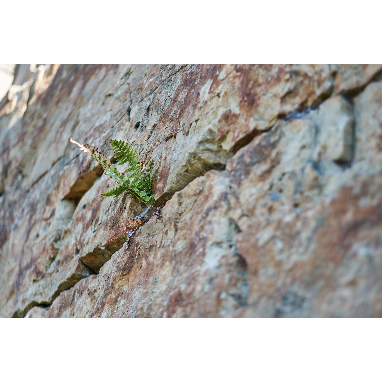 Fujifilm XF 56mm F1.2 R sample photo. Survivors find a way.  photography