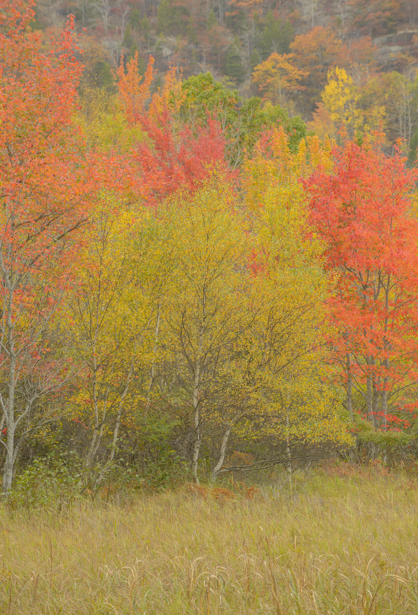 Nikon D800E sample photo. The edge of autumn photography