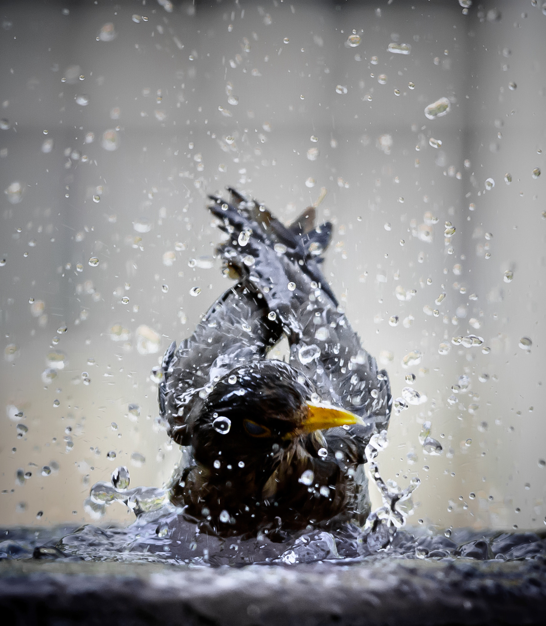 Nikon D3200 + Nikon AF-S Nikkor 300mm F4D ED-IF sample photo. Thrush: creating rain. photography