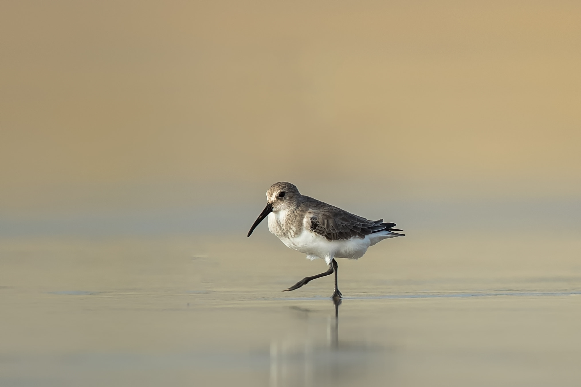 Canon EF 600mm F4L IS II USM sample photo
