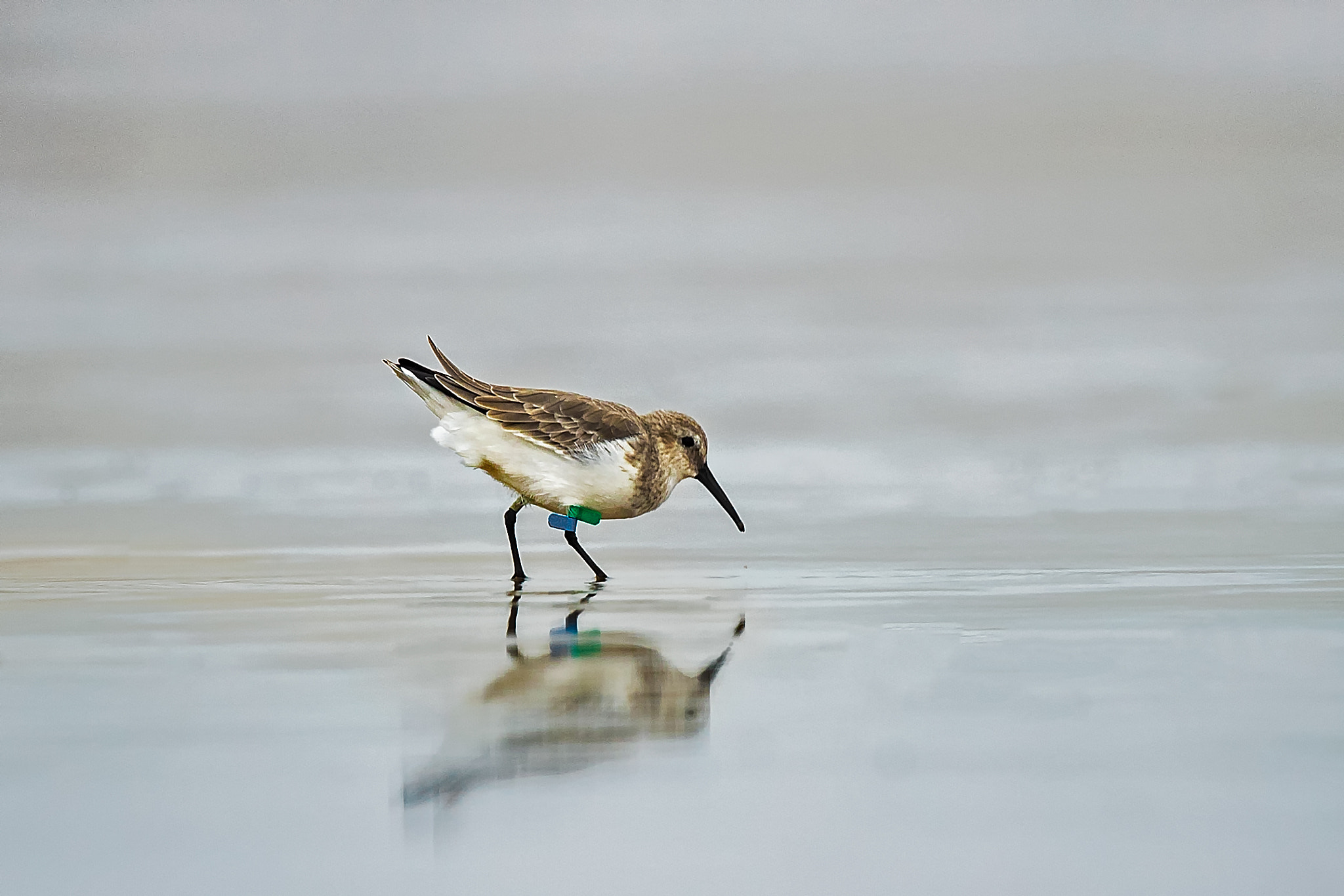 Canon EF 600mm F4L IS II USM sample photo