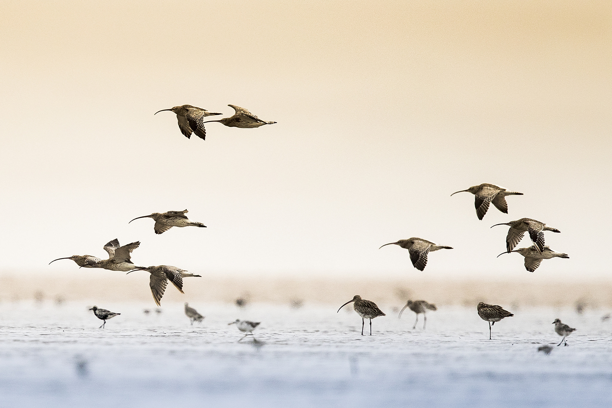Canon EF 600mm F4L IS II USM sample photo