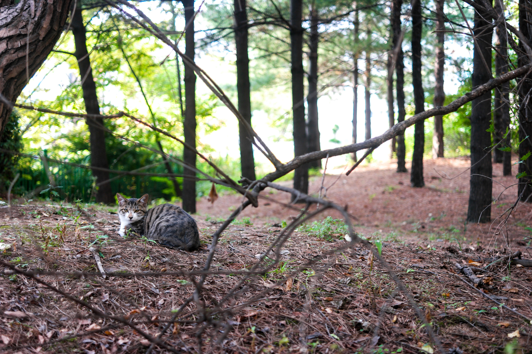 NX 30mm F2 sample photo. King of this small park. photography