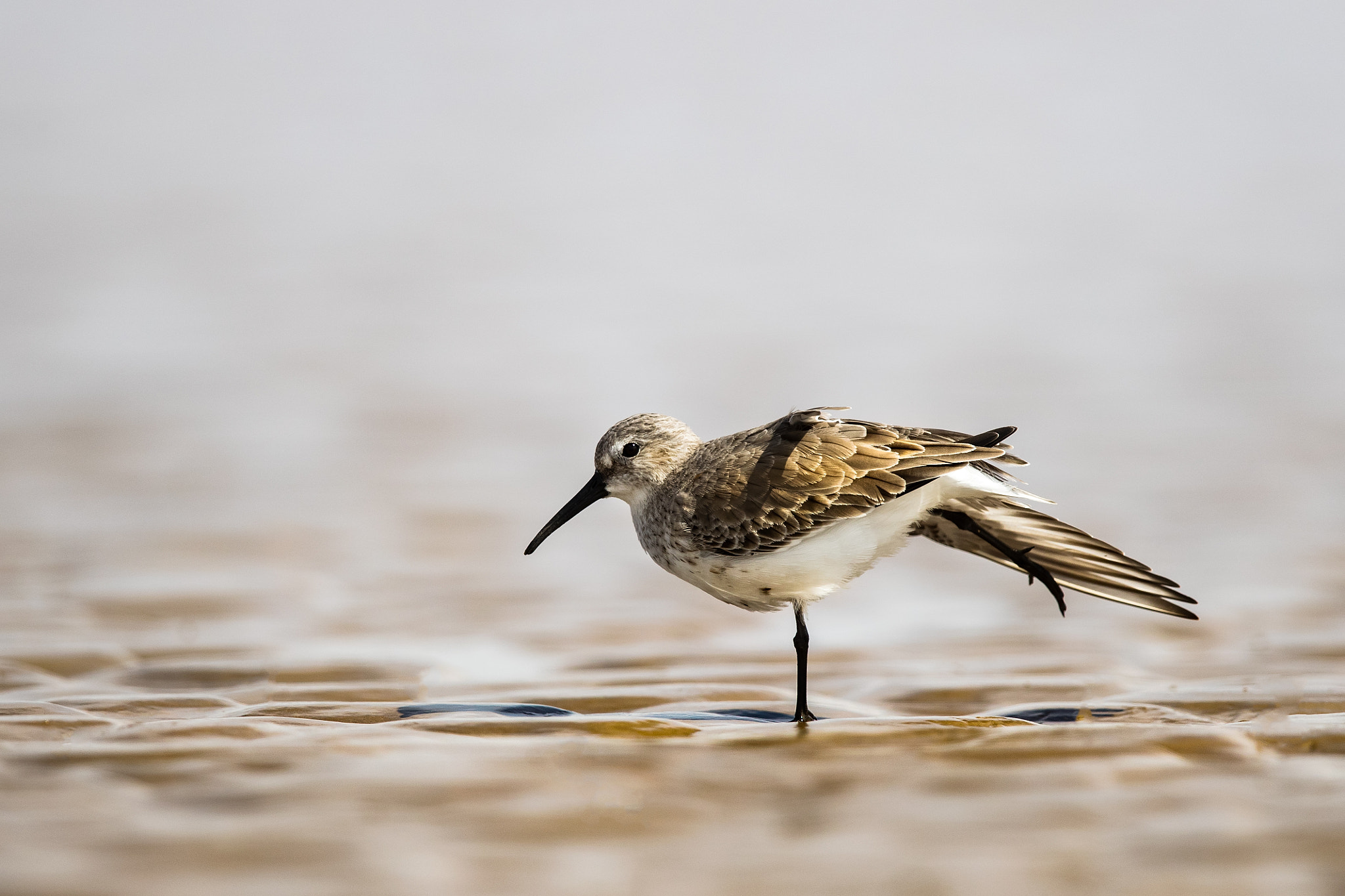 Canon EF 600mm F4L IS II USM sample photo