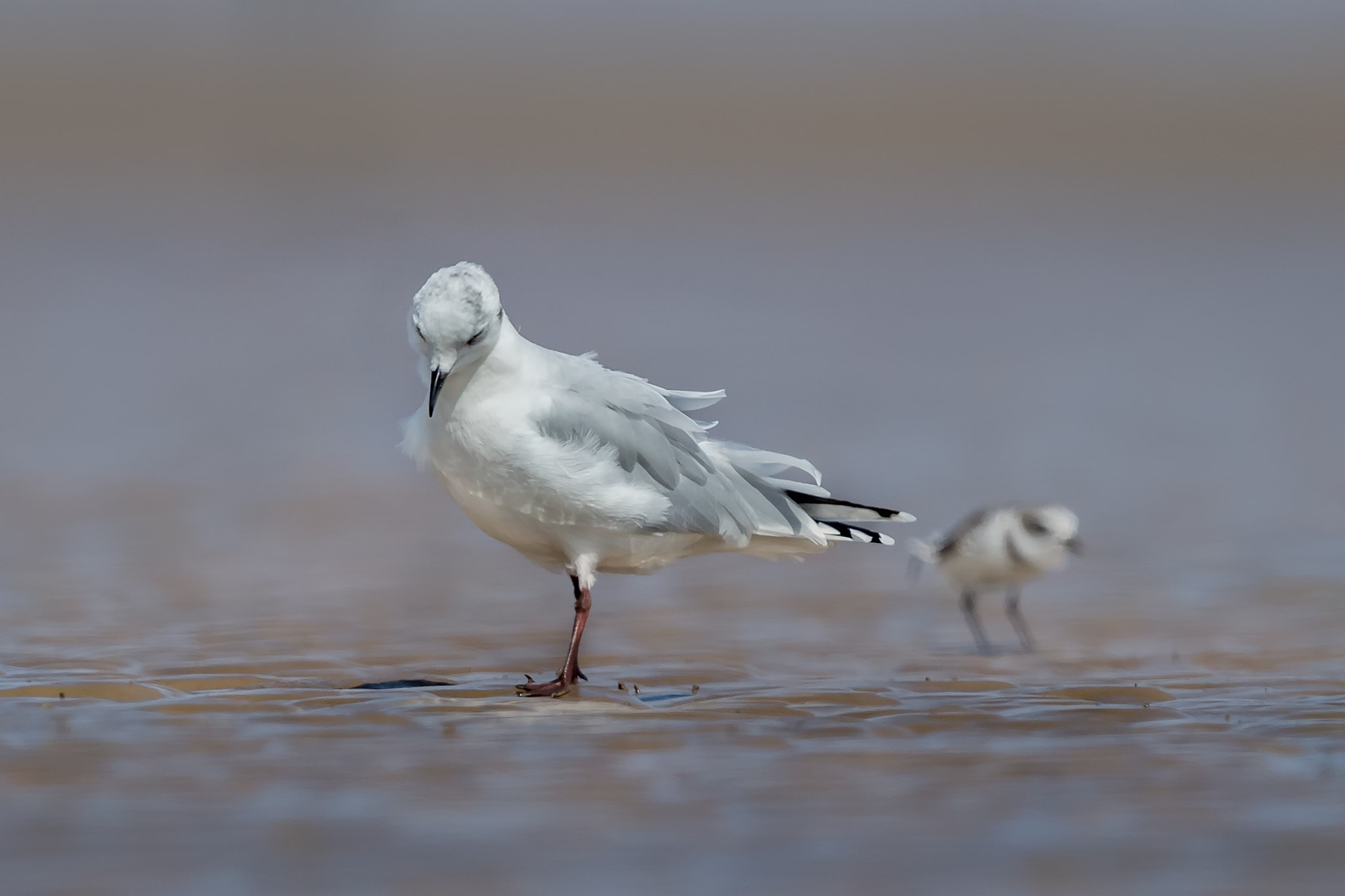 Canon EOS-1D X Mark II + Canon EF 600mm F4L IS II USM sample photo