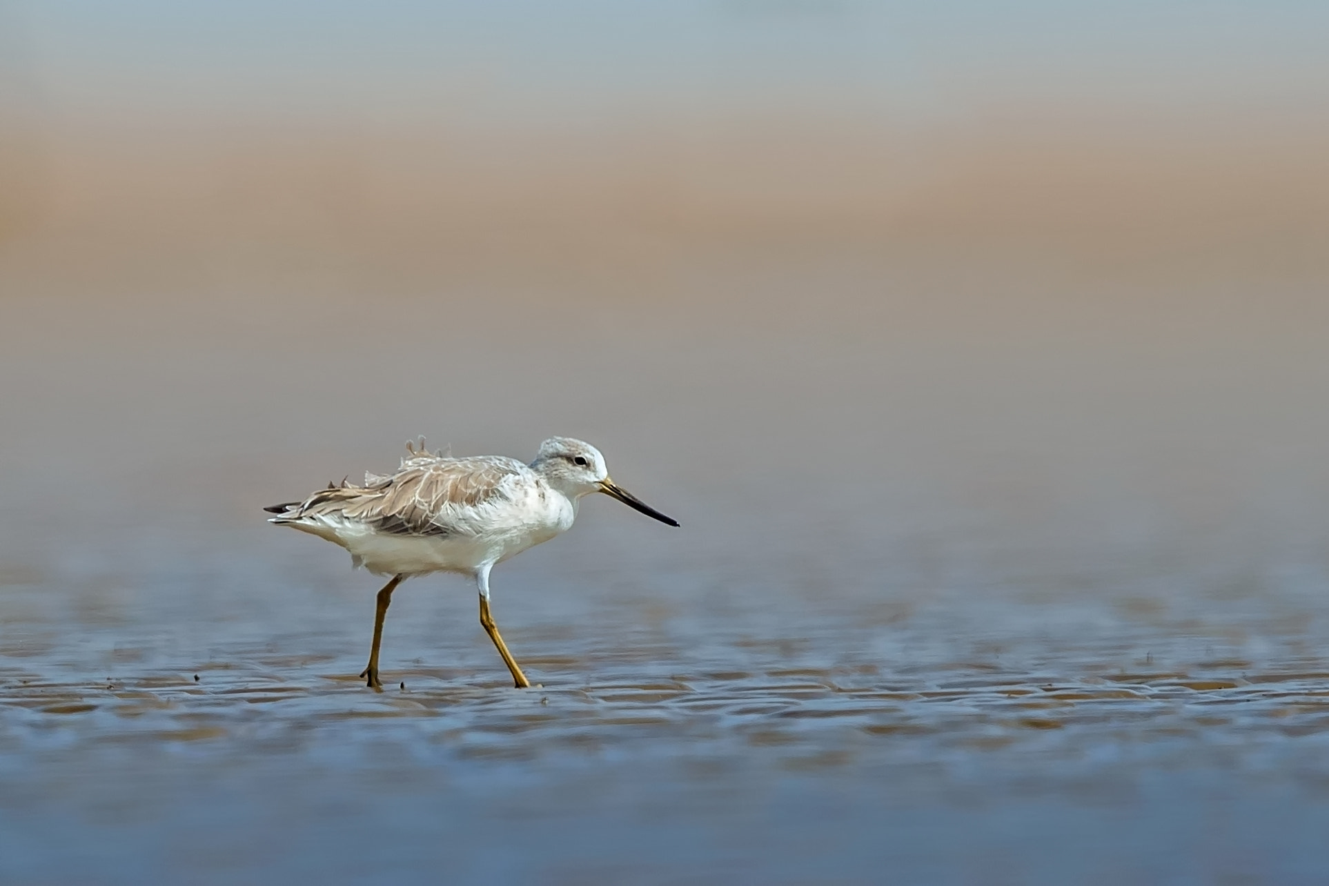 Canon EOS-1D X Mark II + Canon EF 600mm F4L IS II USM sample photo