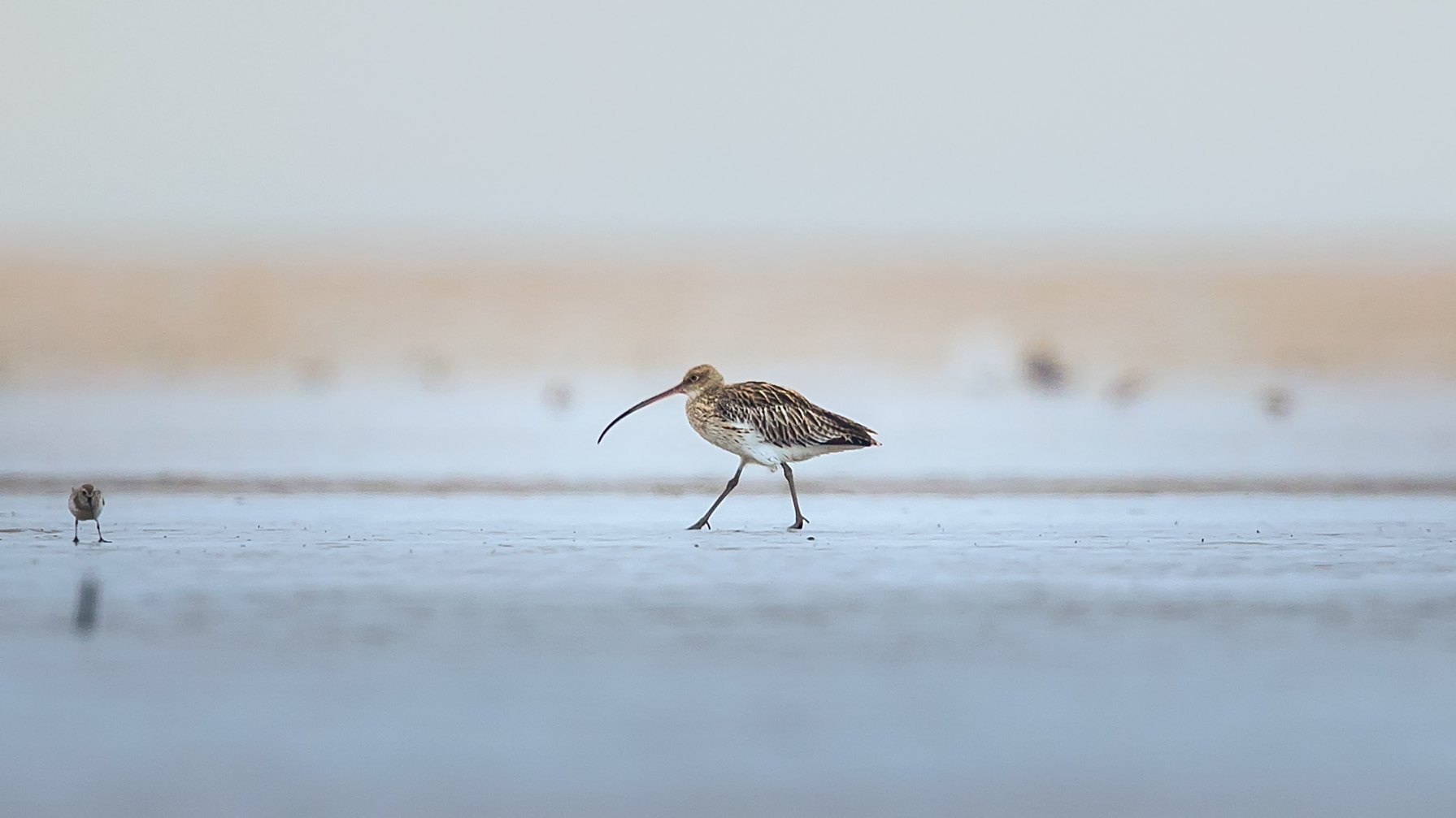 Canon EF 600mm F4L IS II USM sample photo