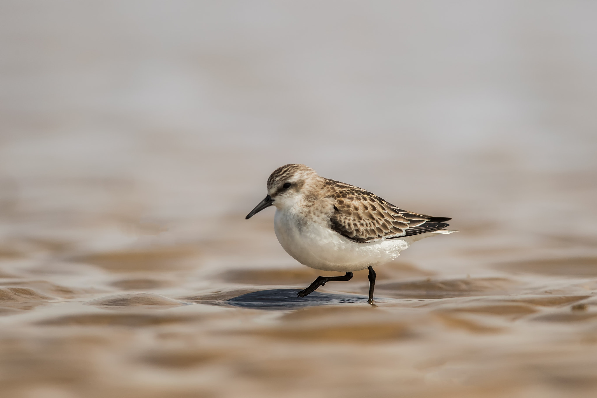 Canon EF 600mm F4L IS II USM sample photo
