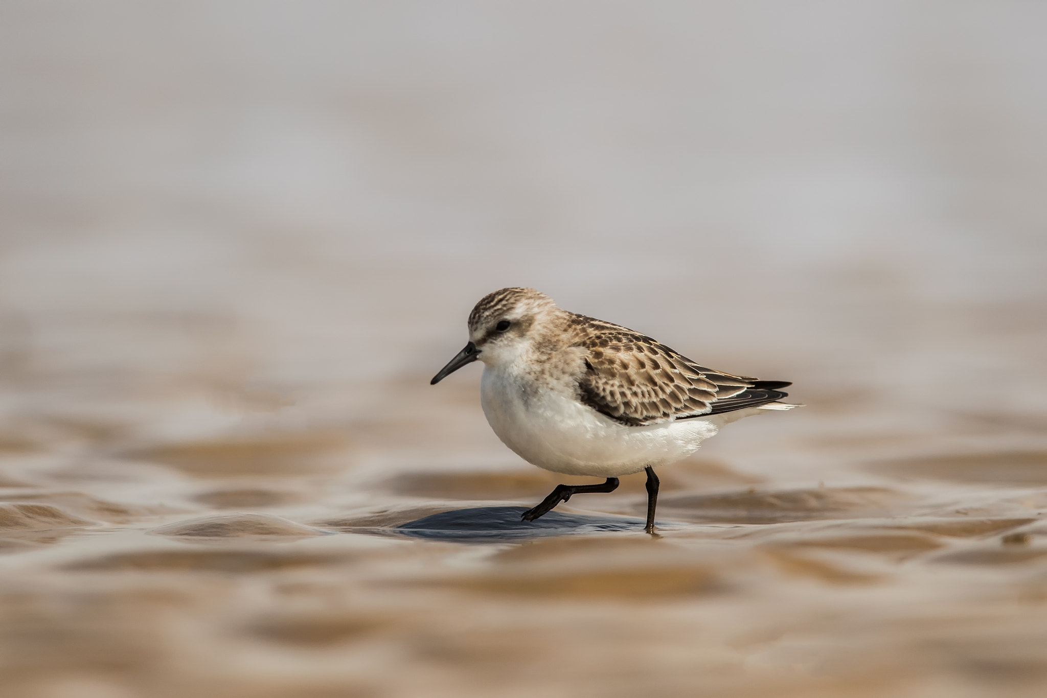 Canon EOS-1D X Mark II + Canon EF 600mm F4L IS II USM sample photo