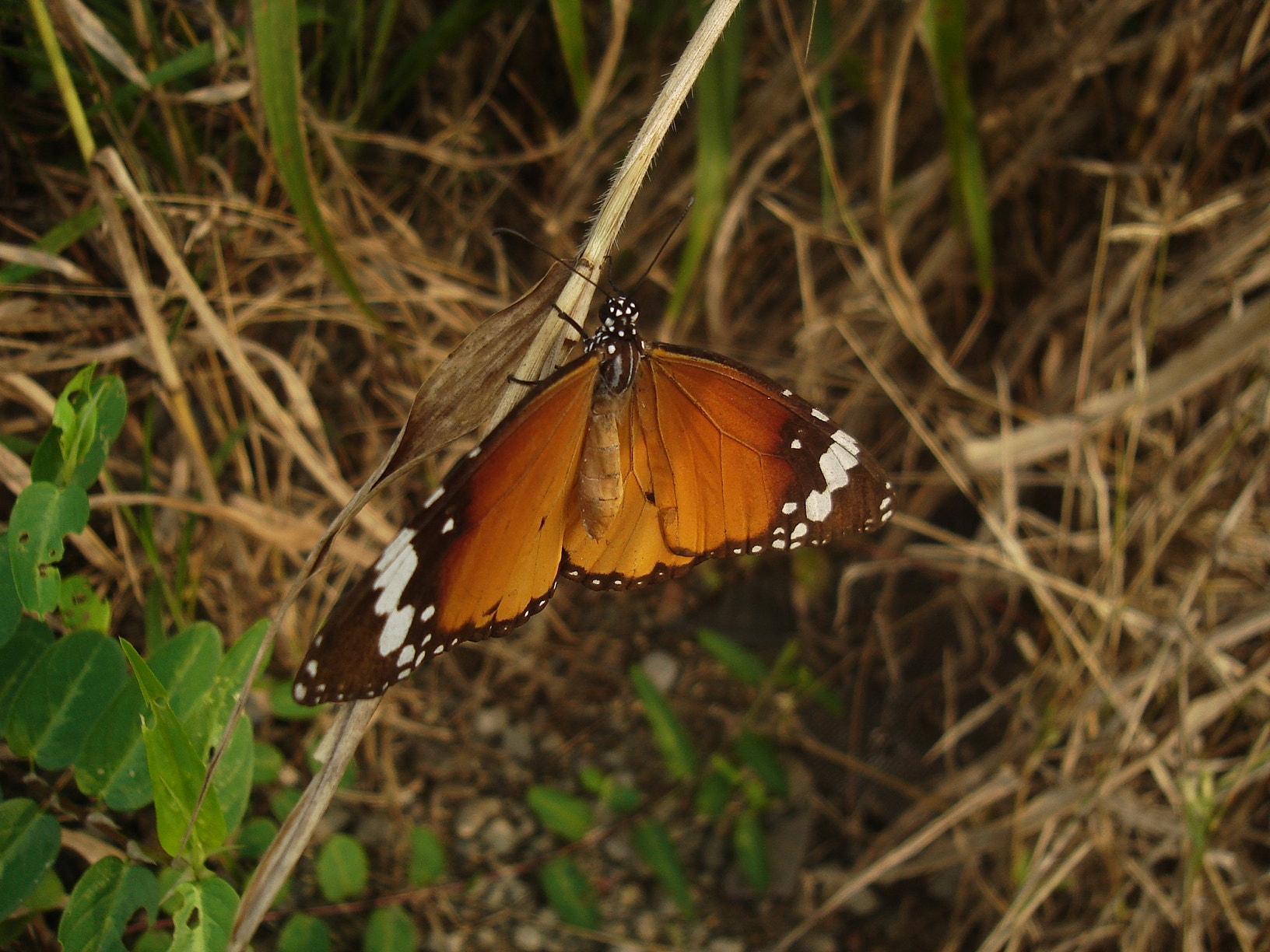 Sony DSC-S600 sample photo. Butterfly photography