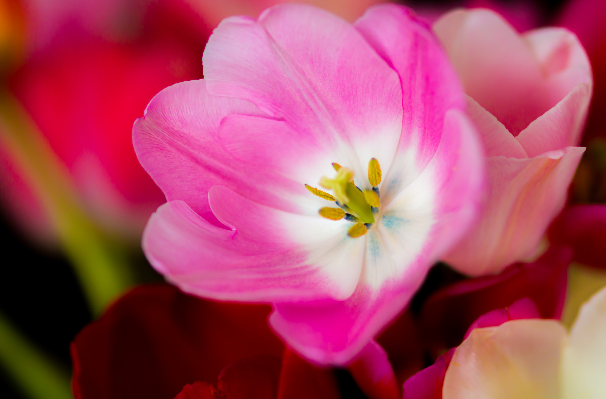 Sigma 85mm F1.4 EX DG HSM sample photo. Autumn spring photography