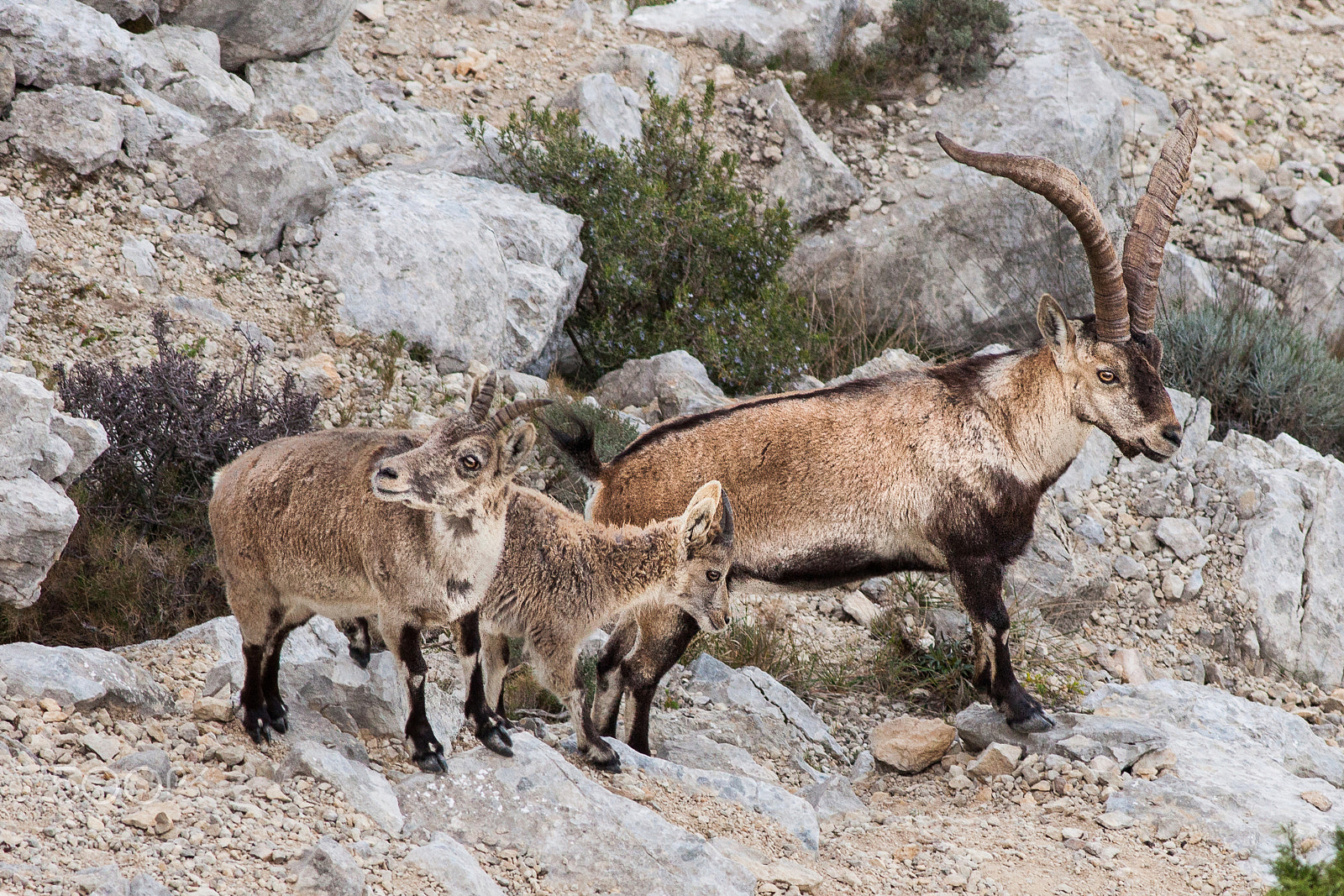 Canon EF 400mm F5.6L USM sample photo. Wild goats photography