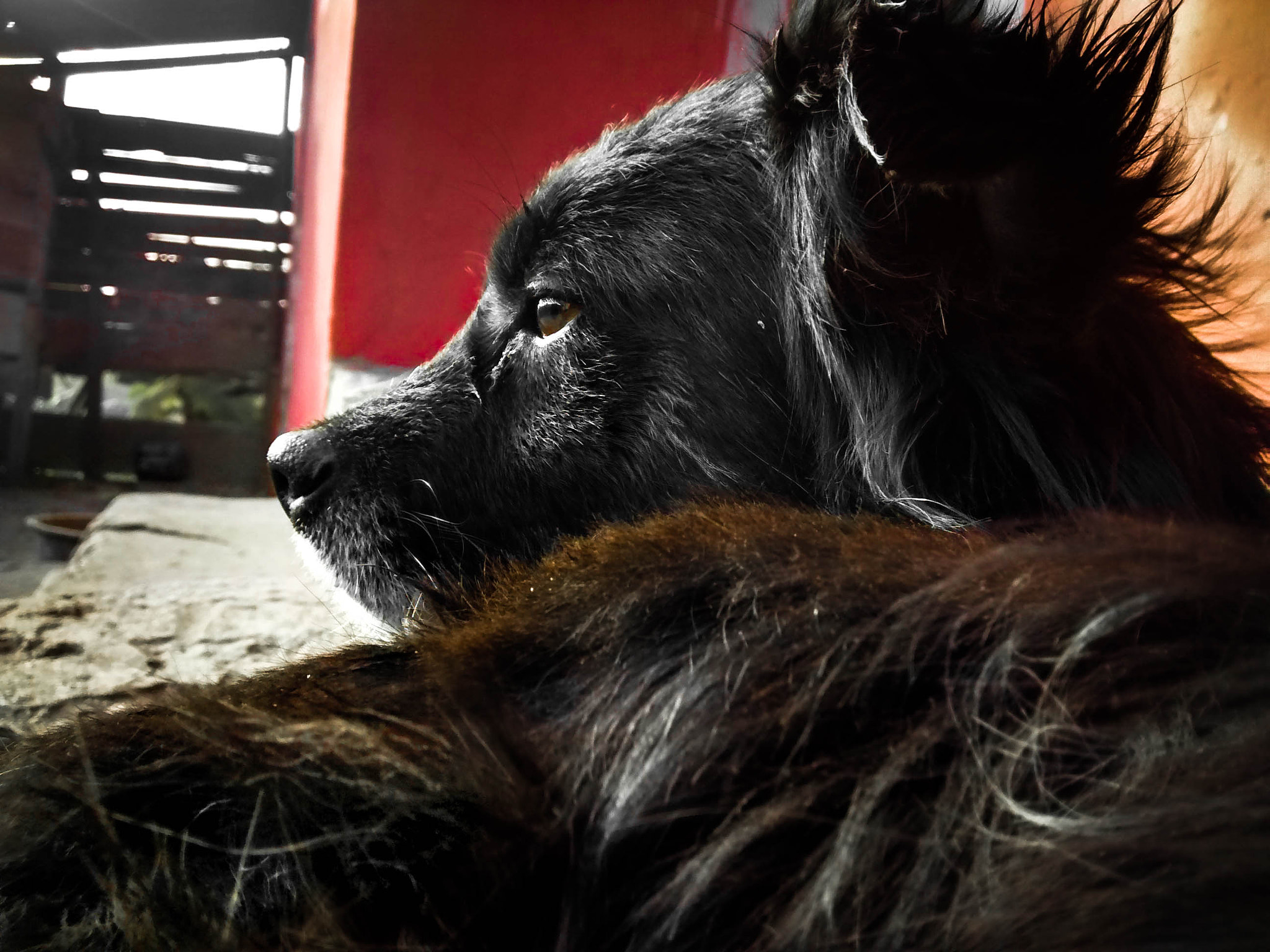 Motorola Moto G with 4G LTE (1st Gen) sample photo. Lineirus, the best black dog photography