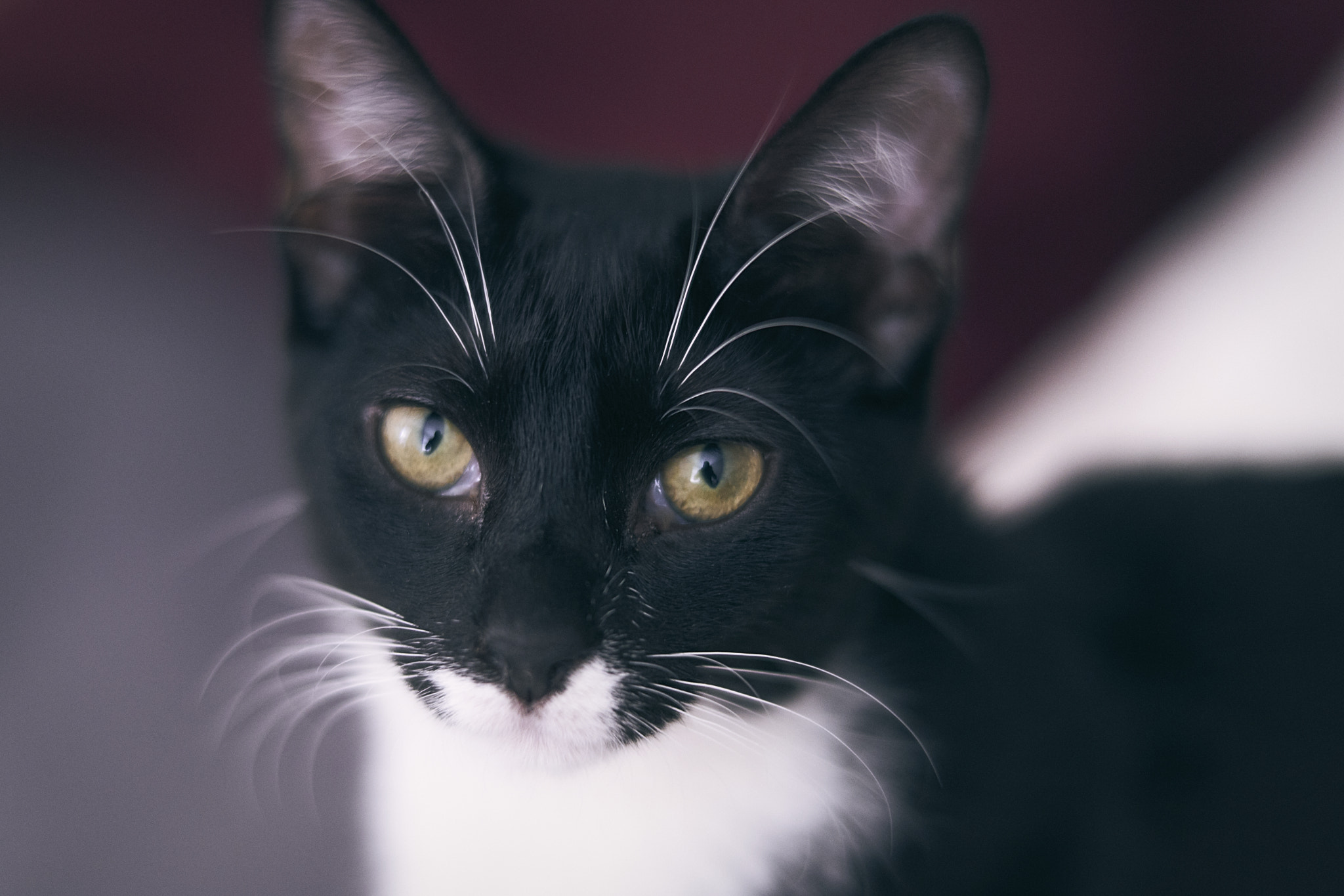 Sony FE 85mm F1.4 GM sample photo. Daisy photography