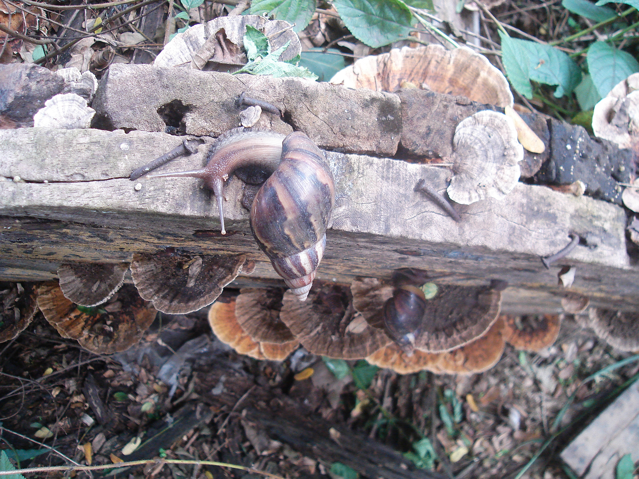 Sony DSC-S600 sample photo. Snails. photography