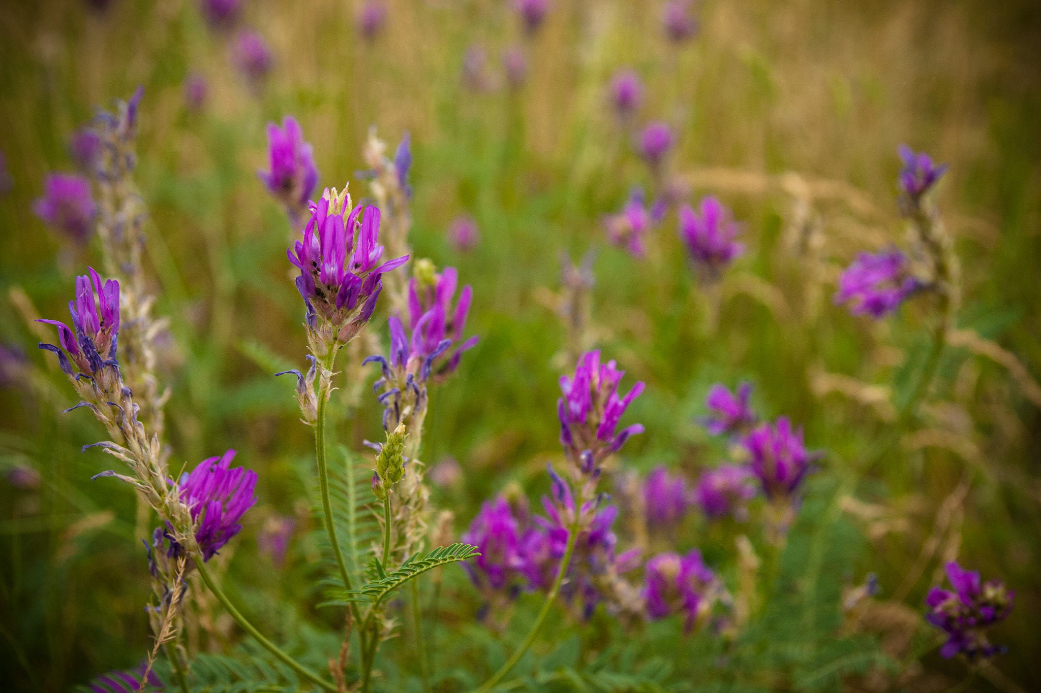 Tamron SP AF 17-50mm F2.8 XR Di II LD Aspherical (IF) sample photo. Wild flowers photography