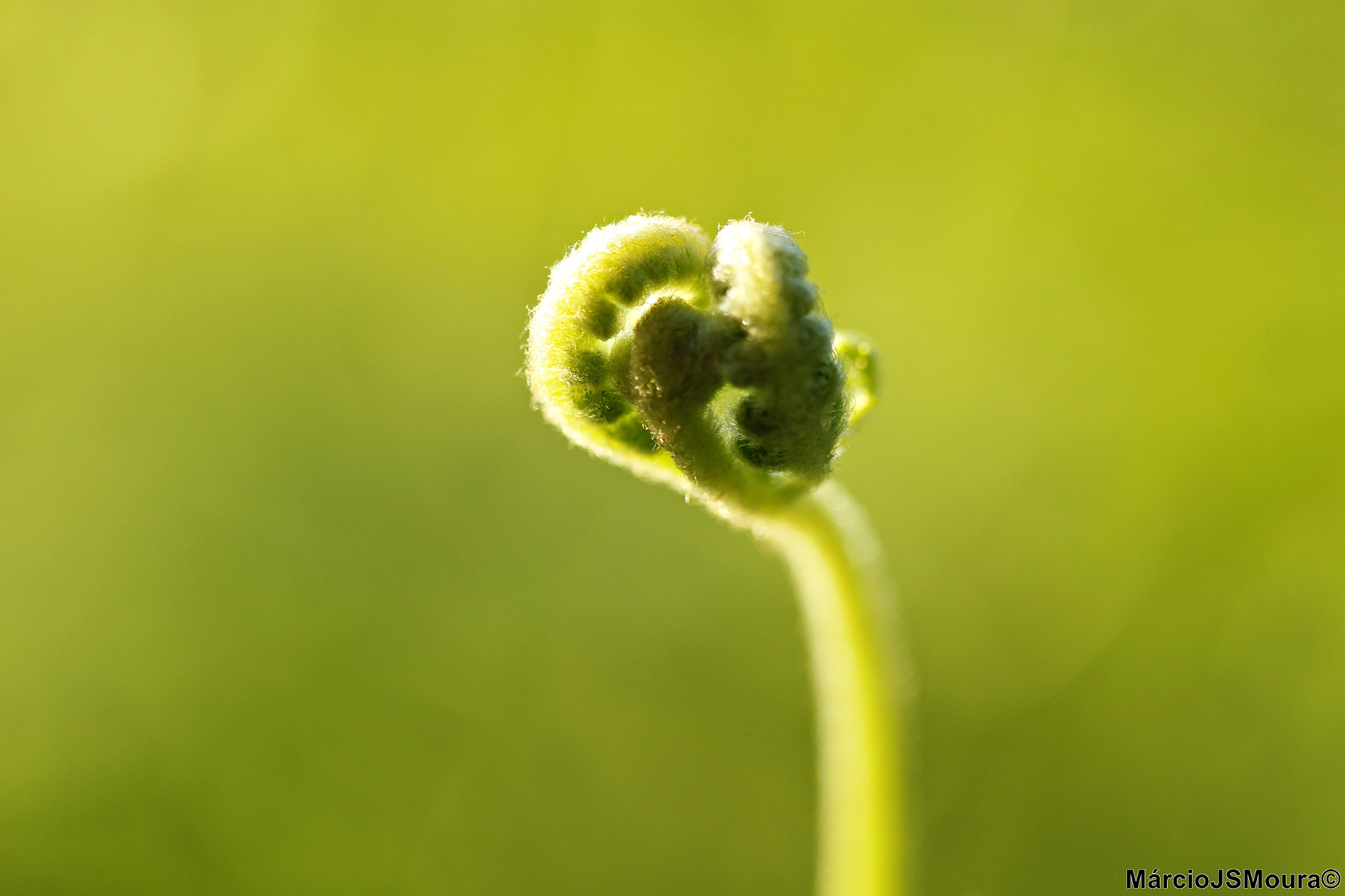 Sigma 24-105mm f/4 DG OS HSM | A sample photo. "punho cerrado" (clenched fist) photography