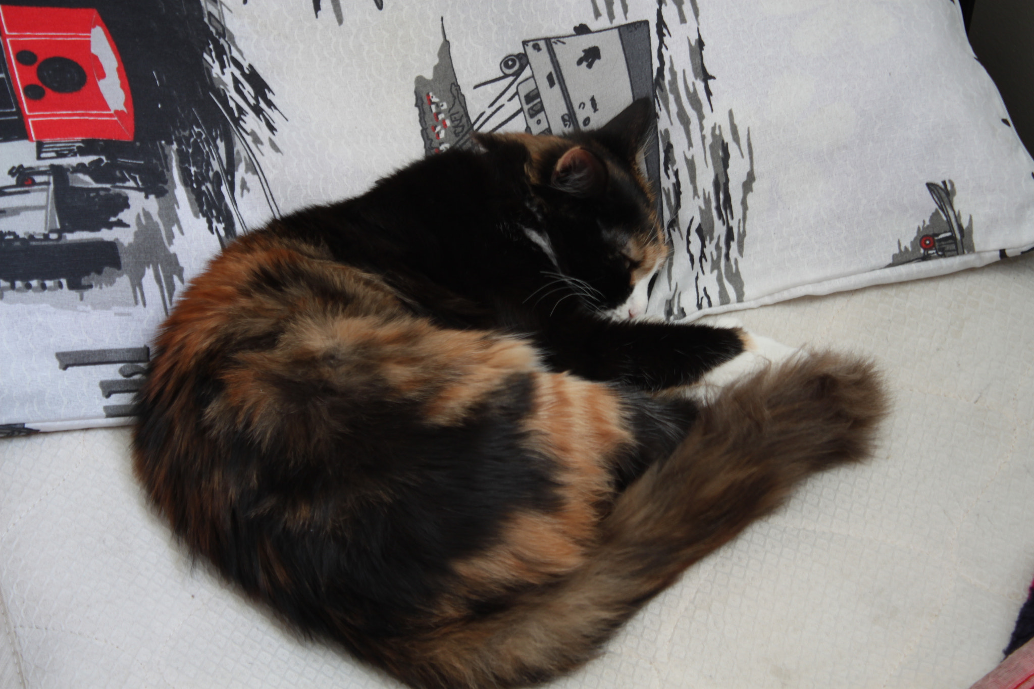 Canon EOS 500D (EOS Rebel T1i / EOS Kiss X3) sample photo. Cat nap photography