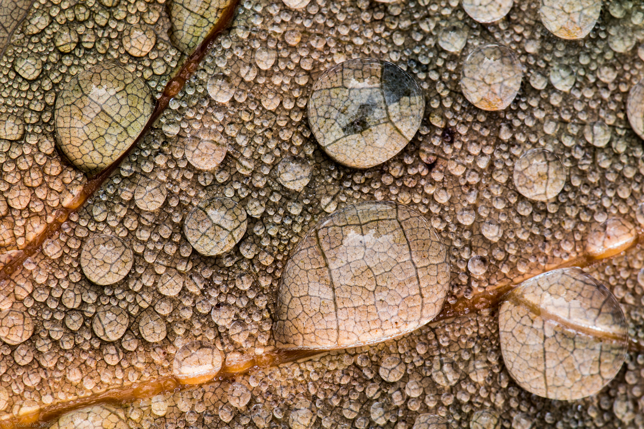 Canon EF 180mm F3.5L Macro USM sample photo. Herfst photography