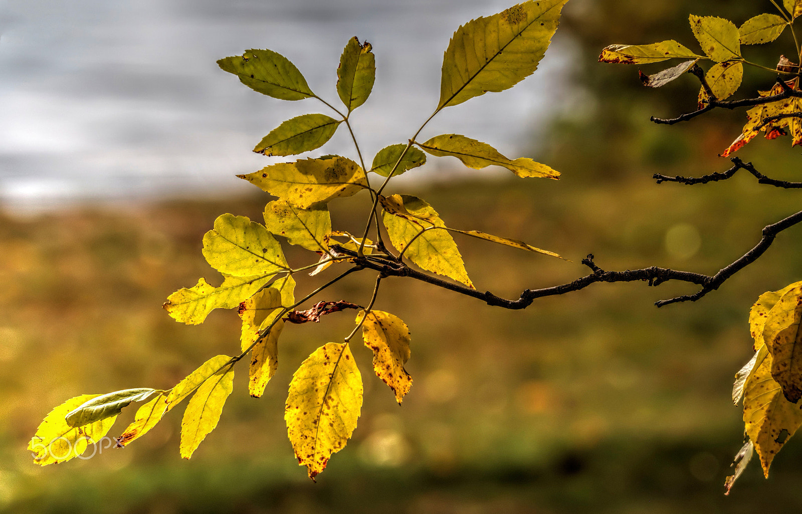 Olympus OM-D E-M5 sample photo. Autumn branch photography