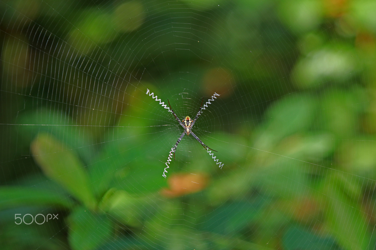 Canon EF 70-200mm F2.8L USM sample photo. Spider photography