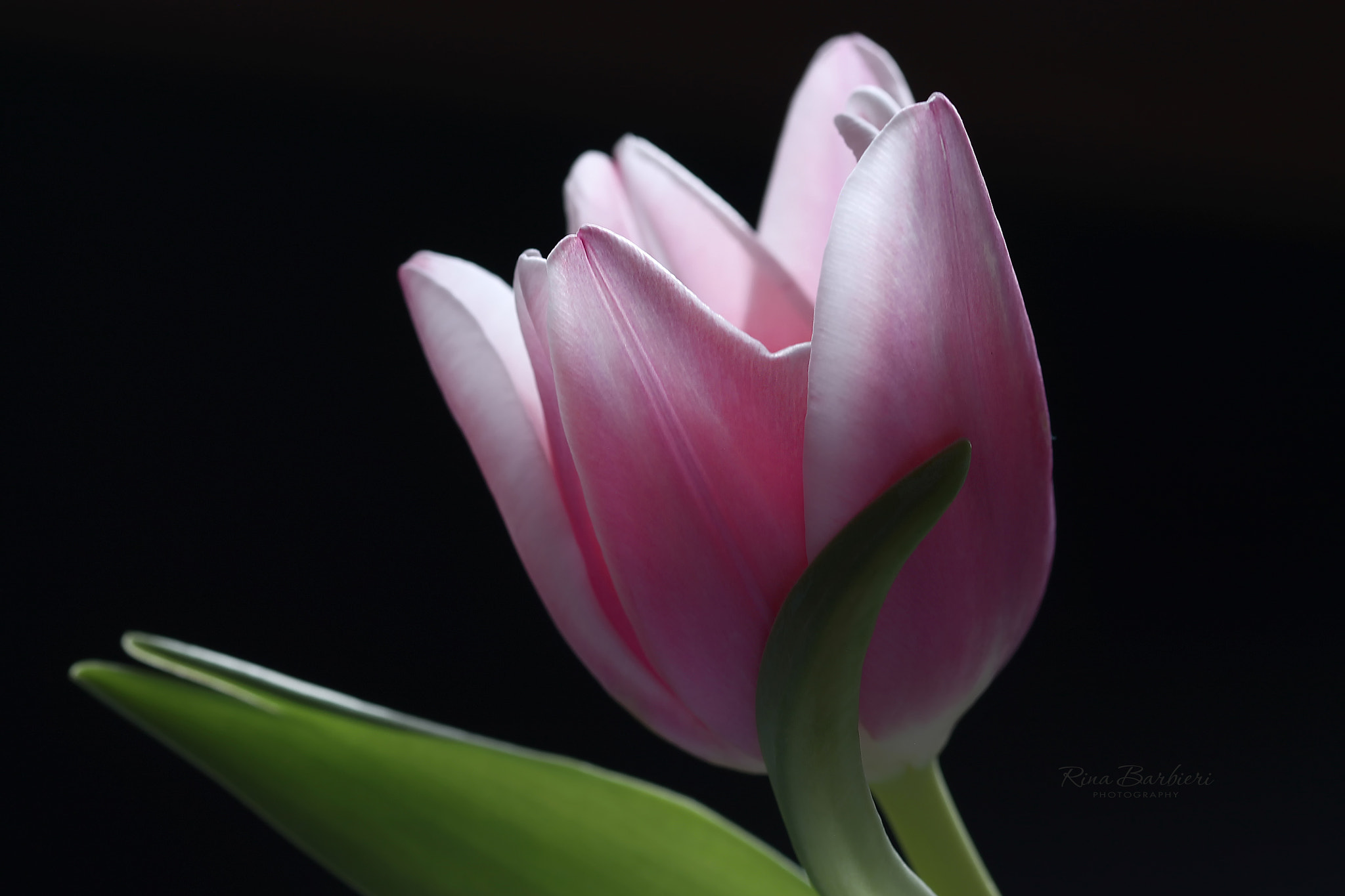 Sigma 105mm F2.8 EX DG OS HSM sample photo. Caress photography