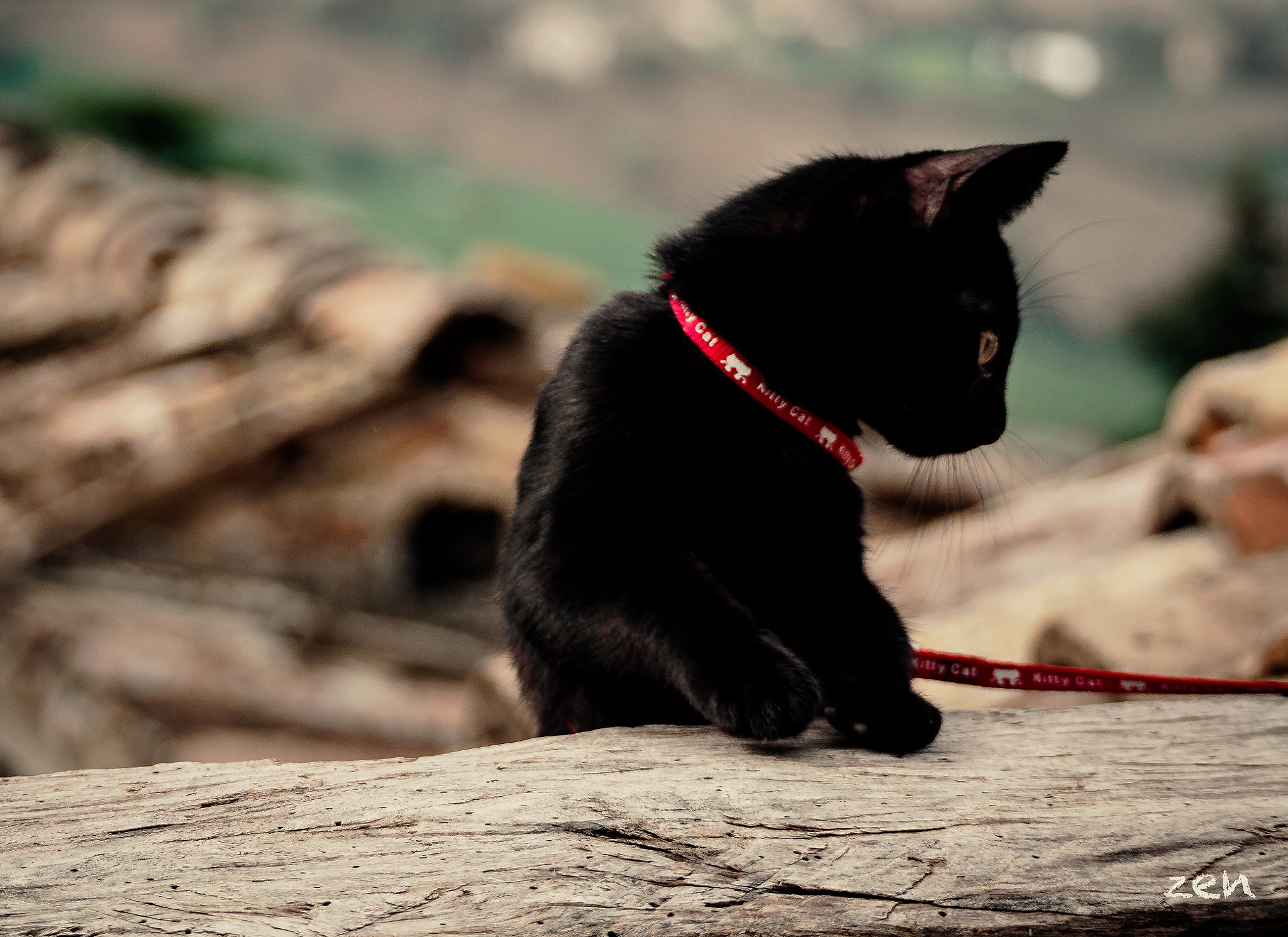 Olympus OM-D E-M5 II sample photo. Black cat photography