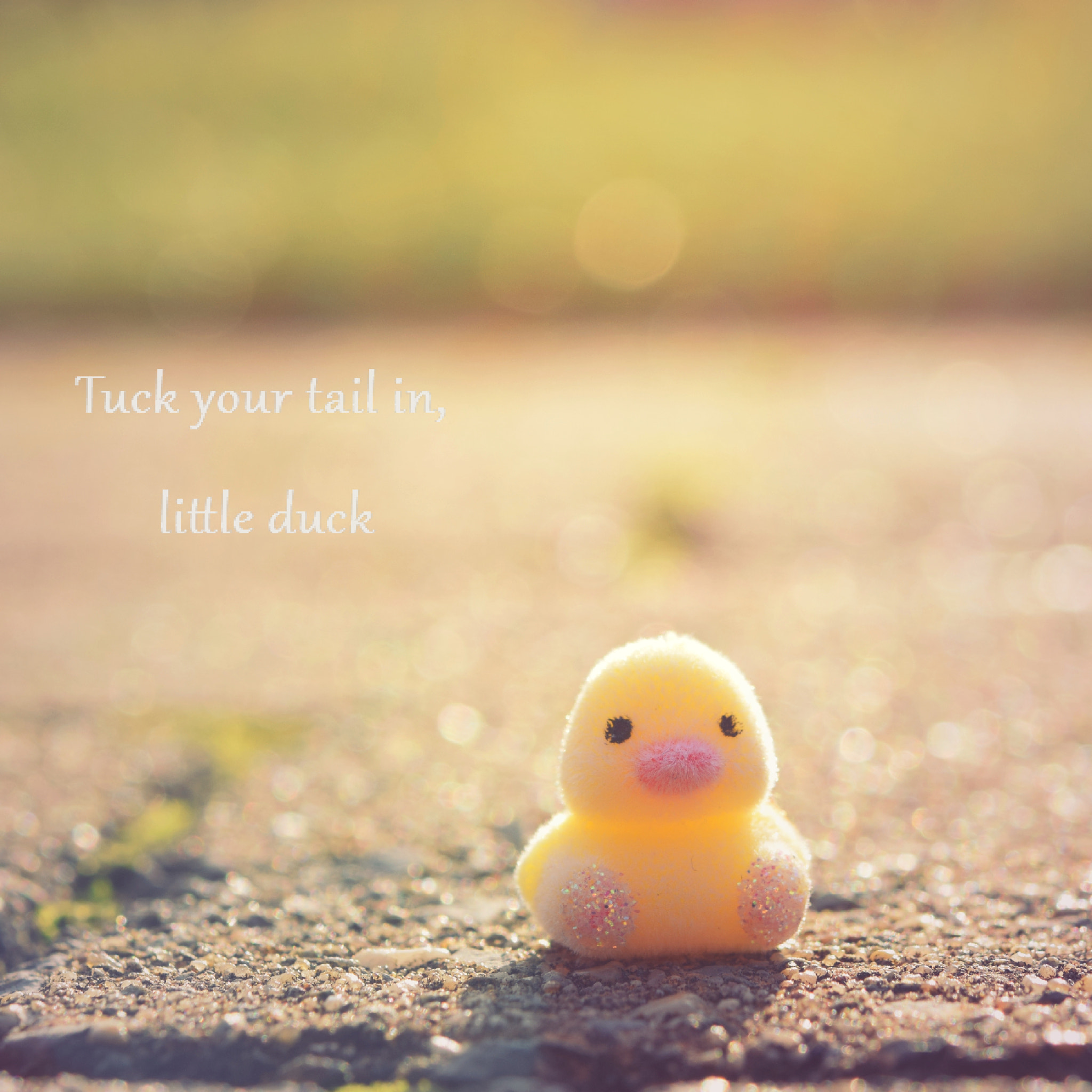Nikon AF-S Micro-Nikkor 60mm F2.8G ED sample photo. Just a little duck photography