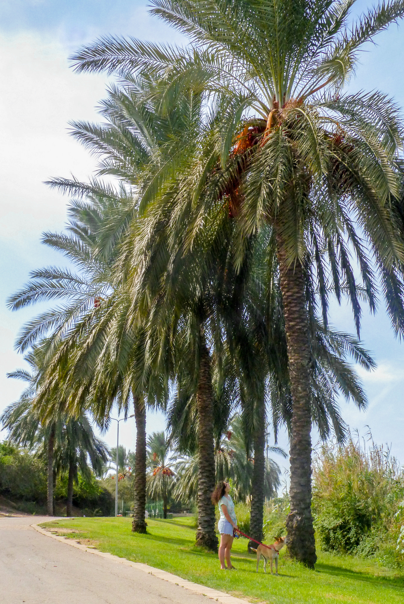 Leica V-Lux 20 sample photo. Lakish park at ashdod photography