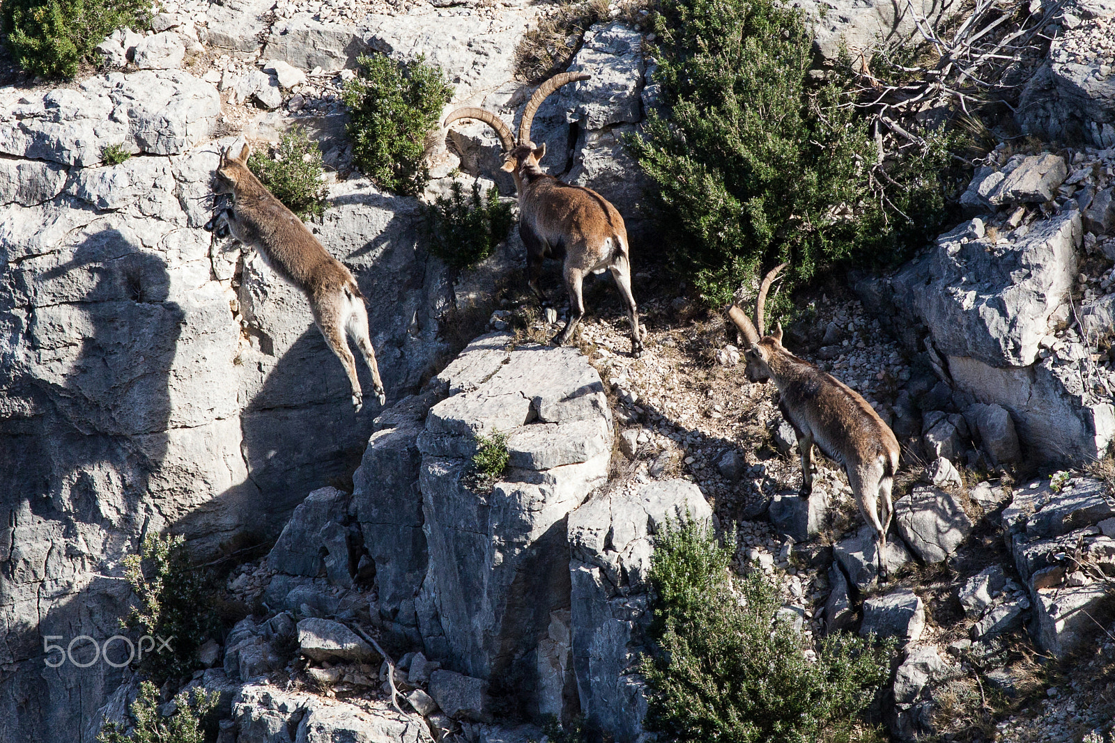 Canon EF 400mm F5.6L USM sample photo. Wild goats photography