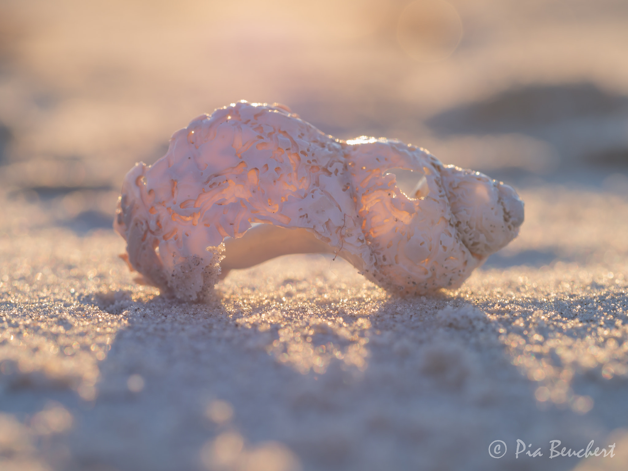 Olympus M.Zuiko Digital ED 60mm F2.8 Macro sample photo. Seashell photography