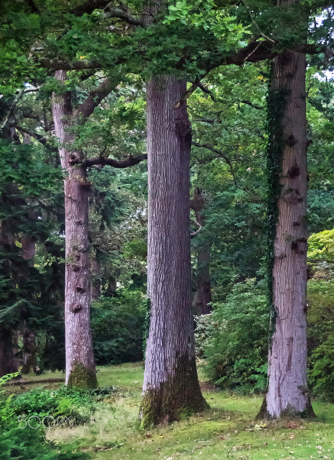 Sony DT 18-250mm F3.5-6.3 sample photo. Oak trees photography