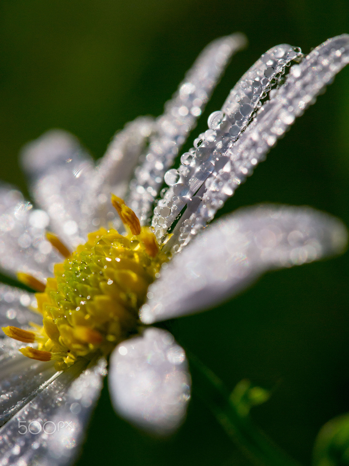 Olympus PEN E-PM1 sample photo. Water drops 2 photography