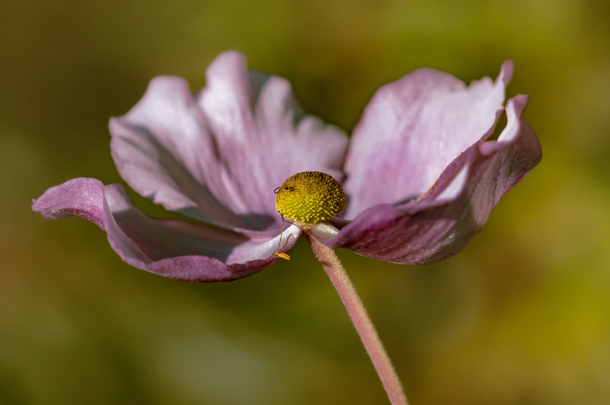 Sigma 105mm F2.8 EX DG OS HSM sample photo. Last autumn anemone 2 photography