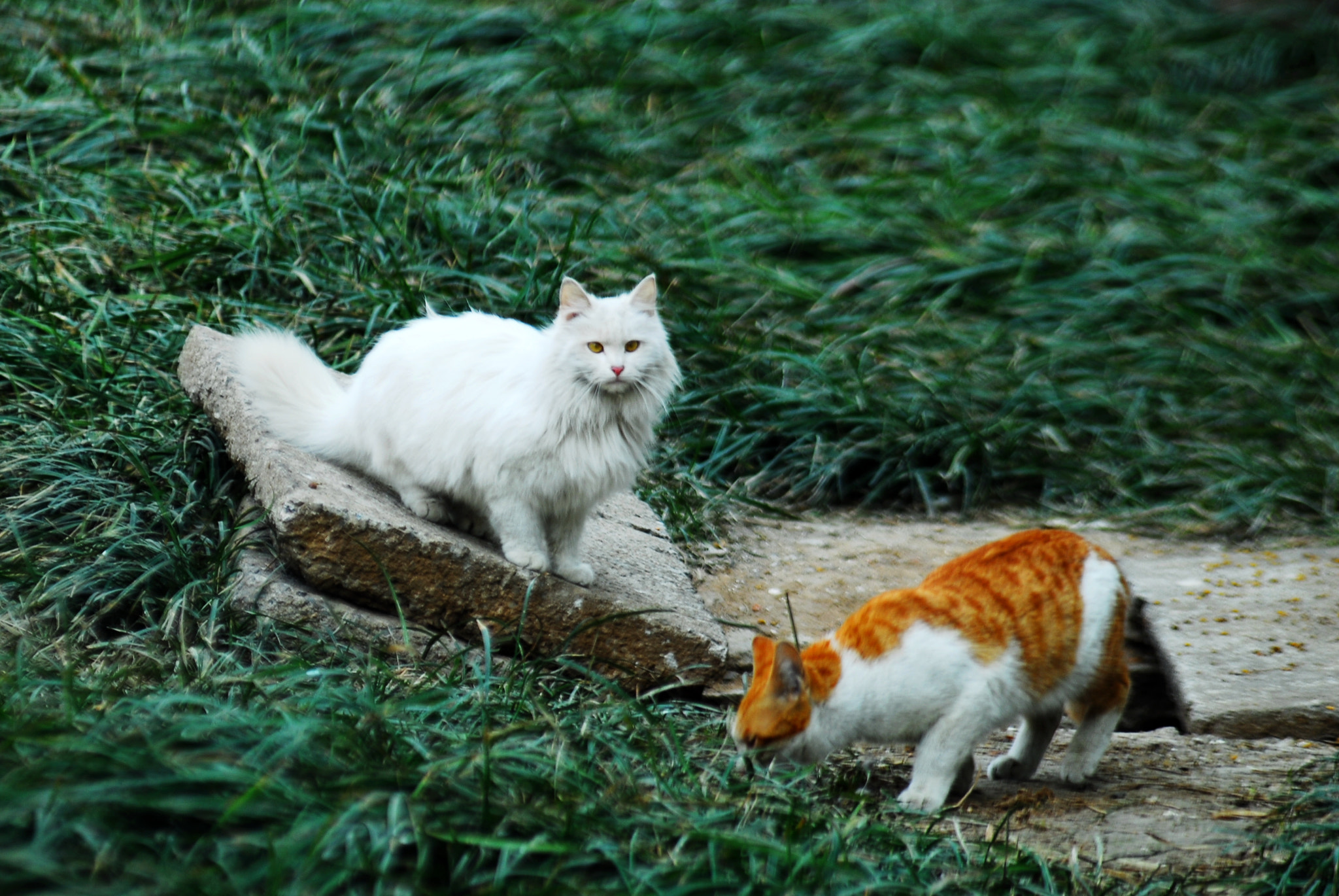 AF Zoom-Nikkor 80-200mm f/2.8 ED sample photo. Cats photography