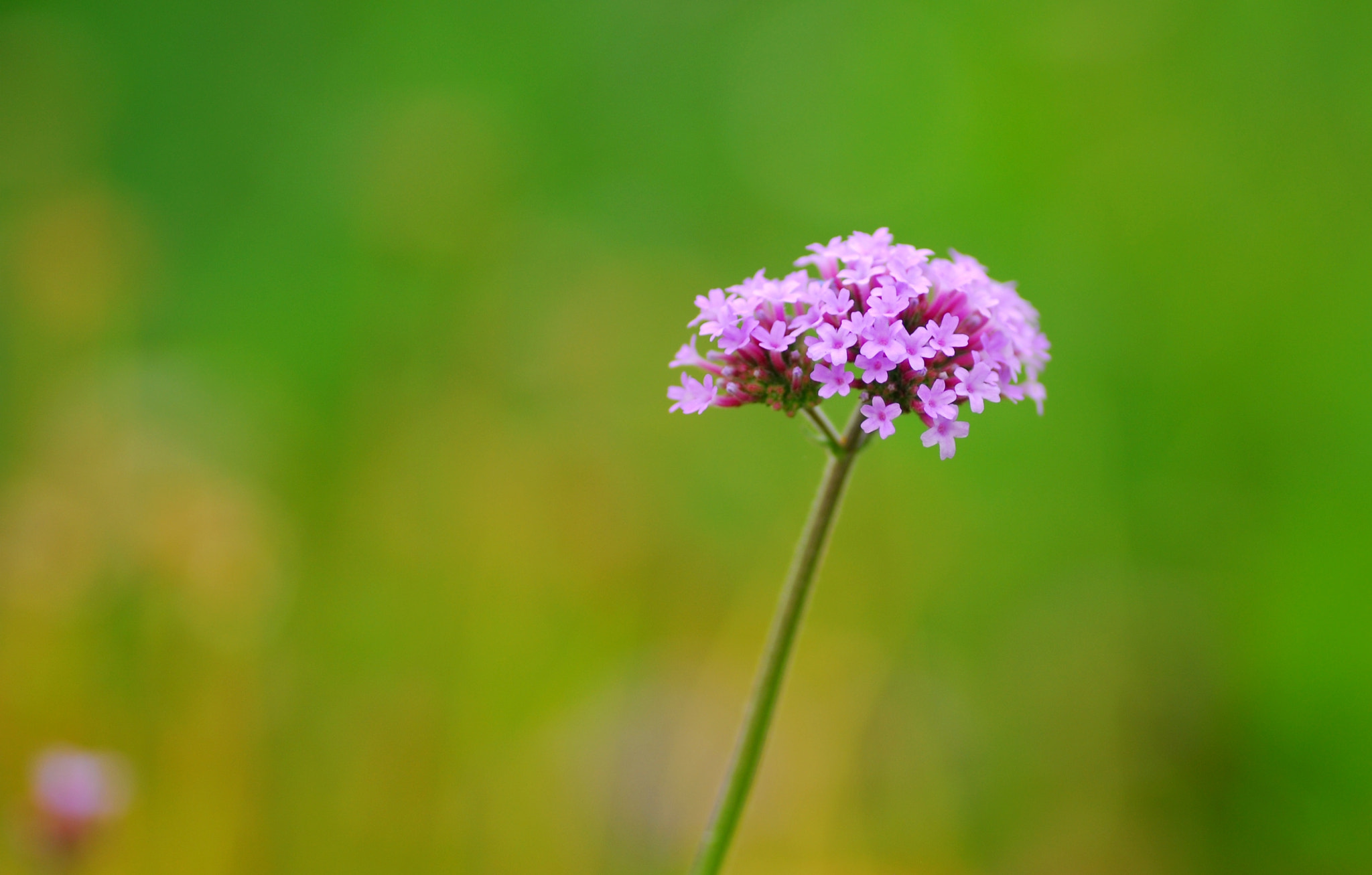 Tamron SP AF 90mm F2.8 Di Macro sample photo. Flower photography