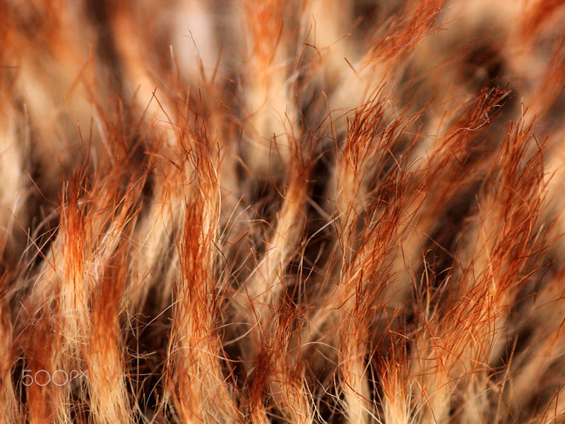 Canon EOS 60D + Tamron SP AF 90mm F2.8 Di Macro sample photo. Faux fur photography
