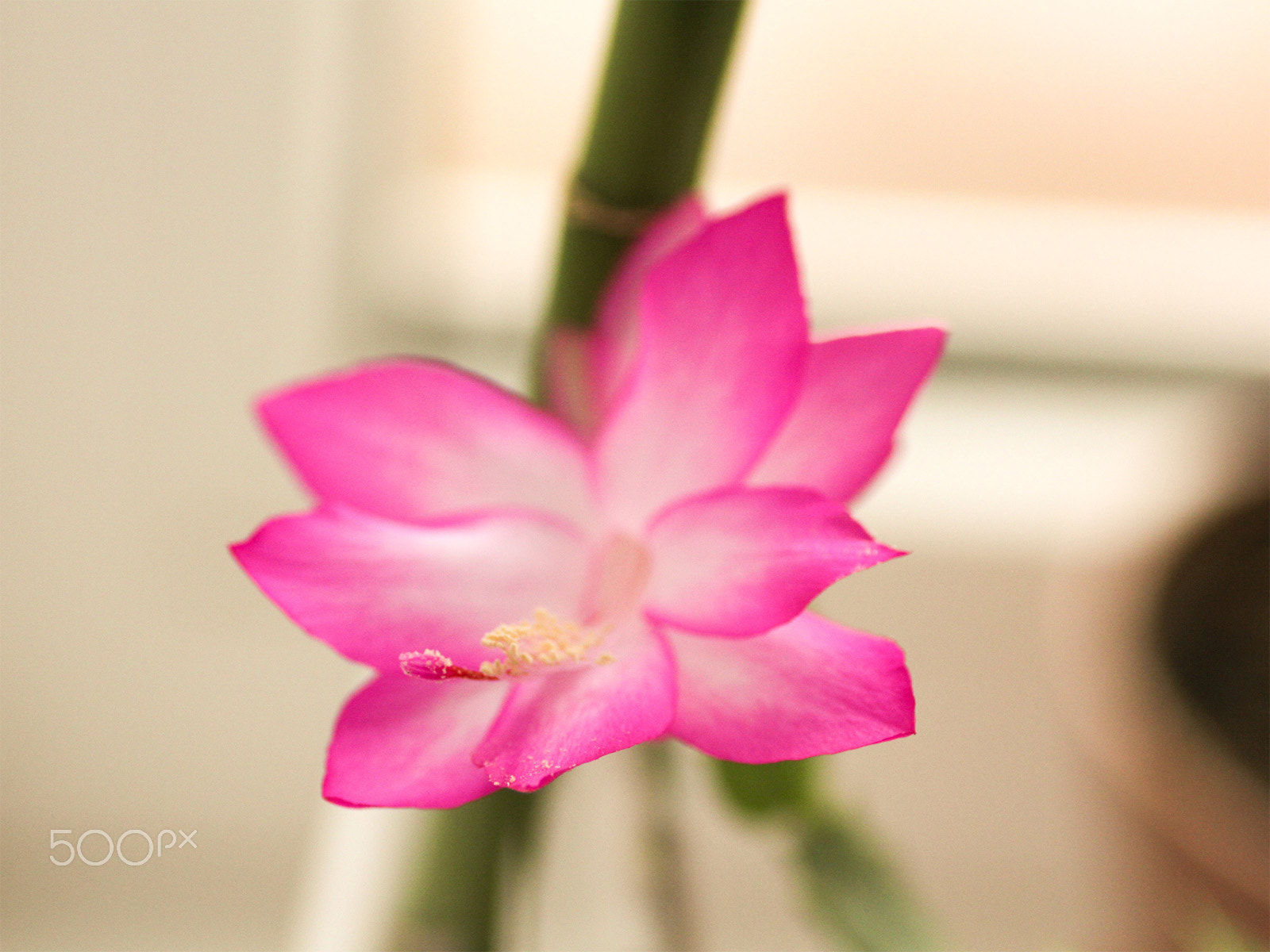 Canon EOS 60D + Tamron SP AF 90mm F2.8 Di Macro sample photo. Schlumbergera photography