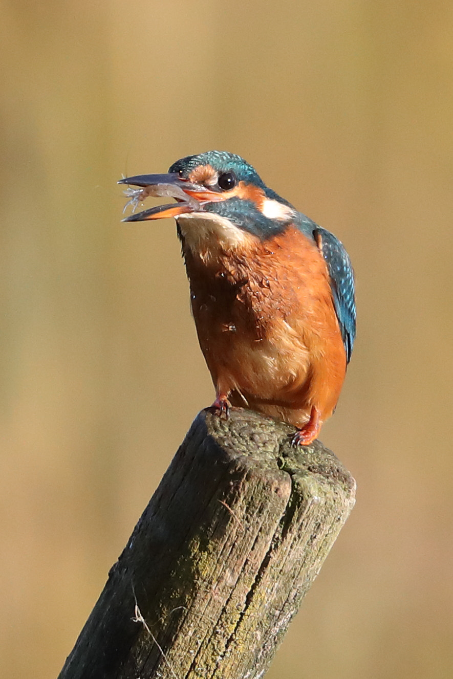 Canon EF 500mm F4L IS II USM sample photo. Kingfisher photography