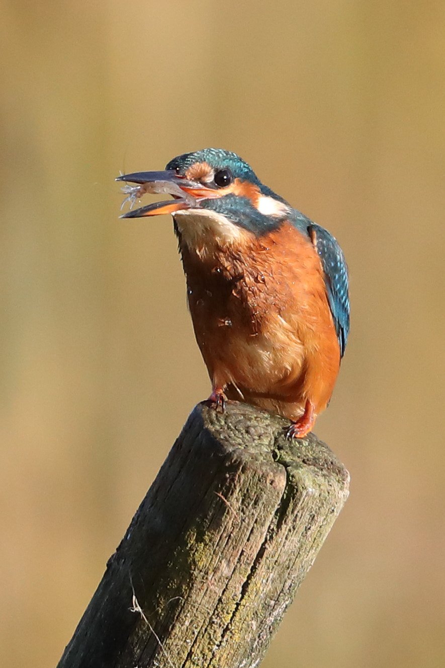 Canon EOS-1D X Mark II + Canon EF 500mm F4L IS II USM sample photo. Kingfisher photography